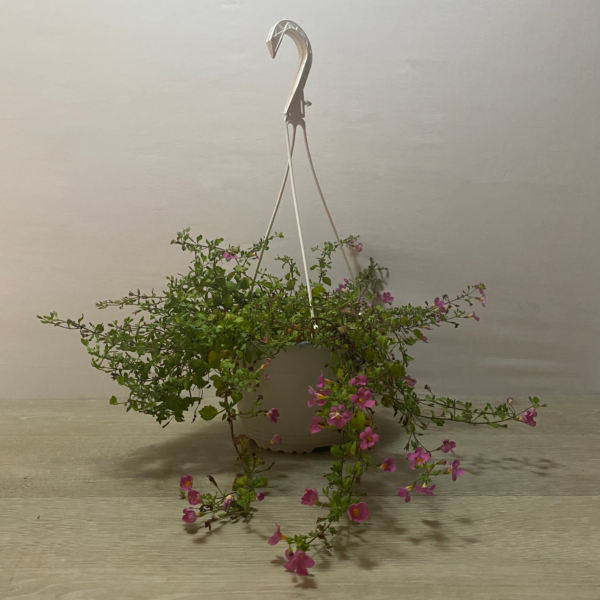 Bacopa - Imagen 3