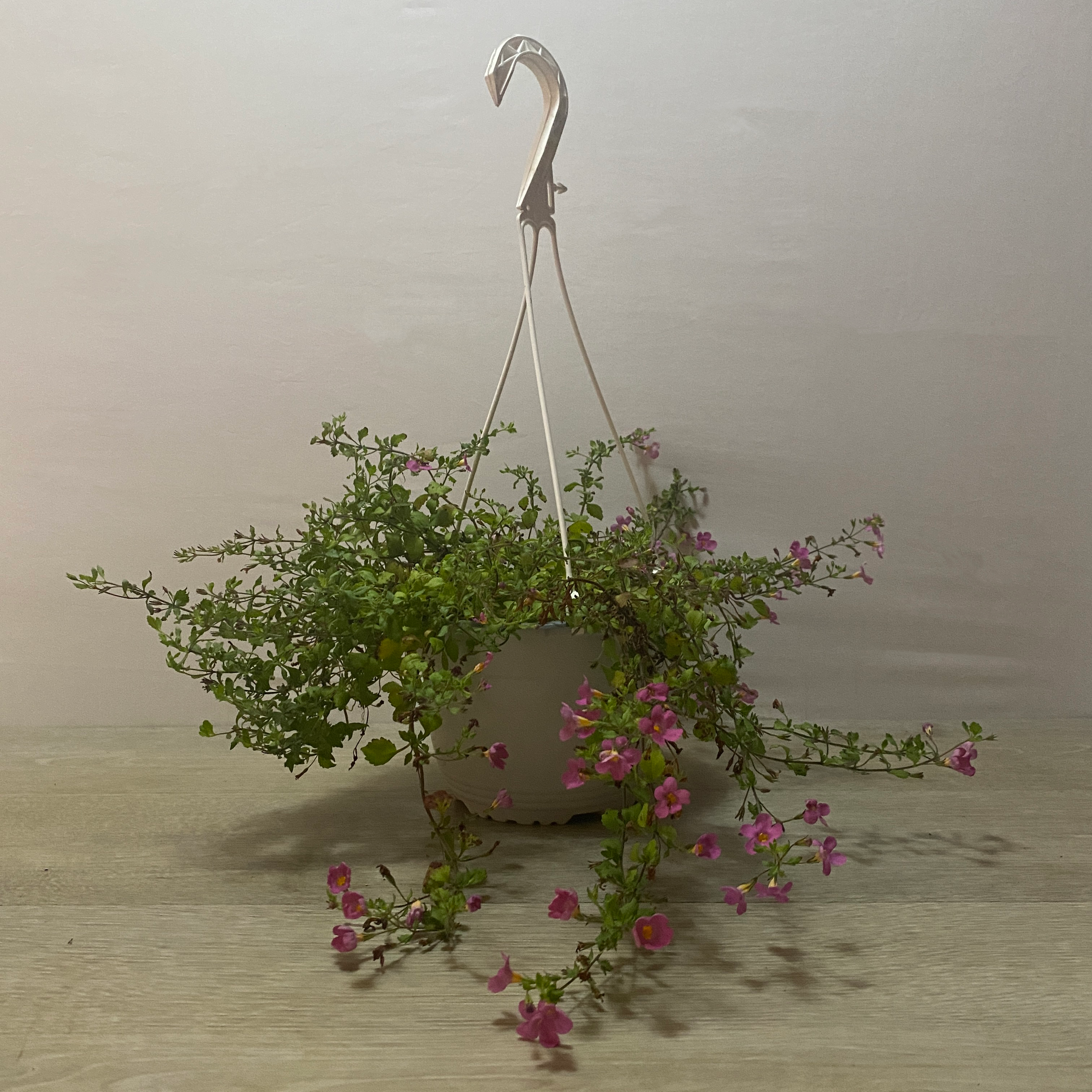 Bacopa - Imagen 3