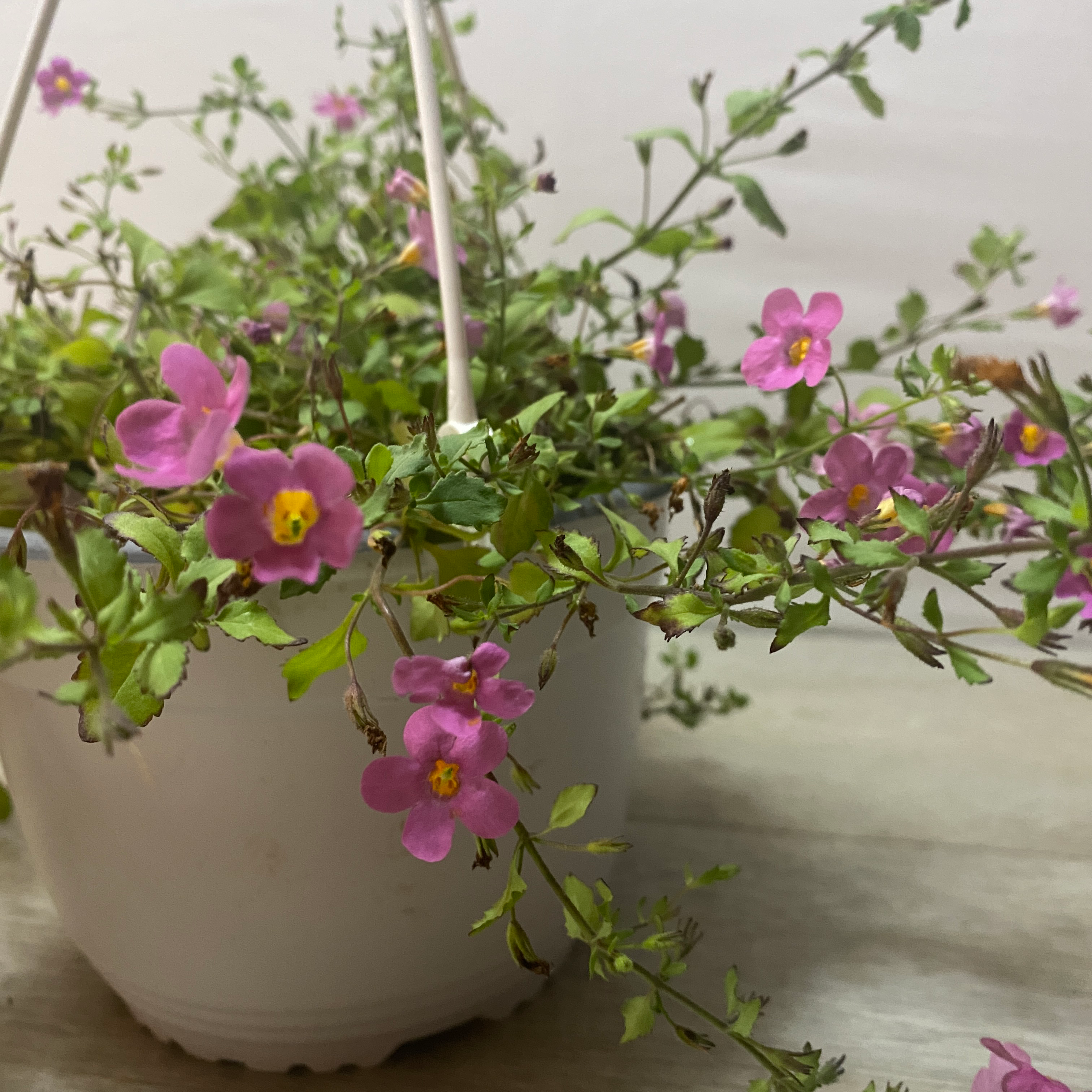 Bacopa - Imagen 4