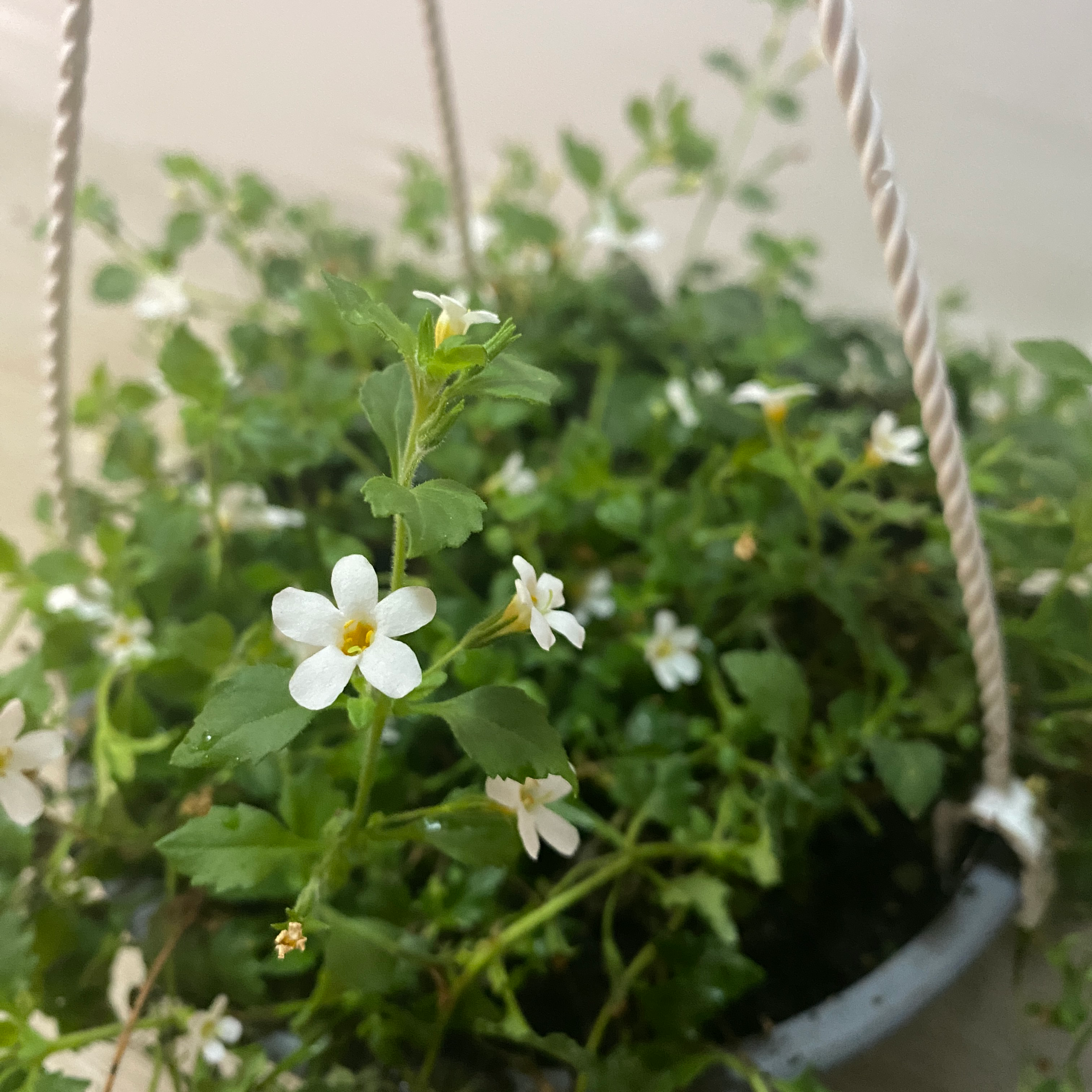 Bacopa - Imagen 2