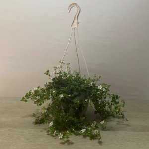 Bacopa