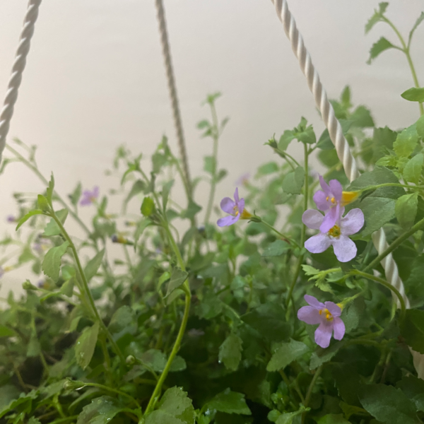 Bacopa - Imagen 5
