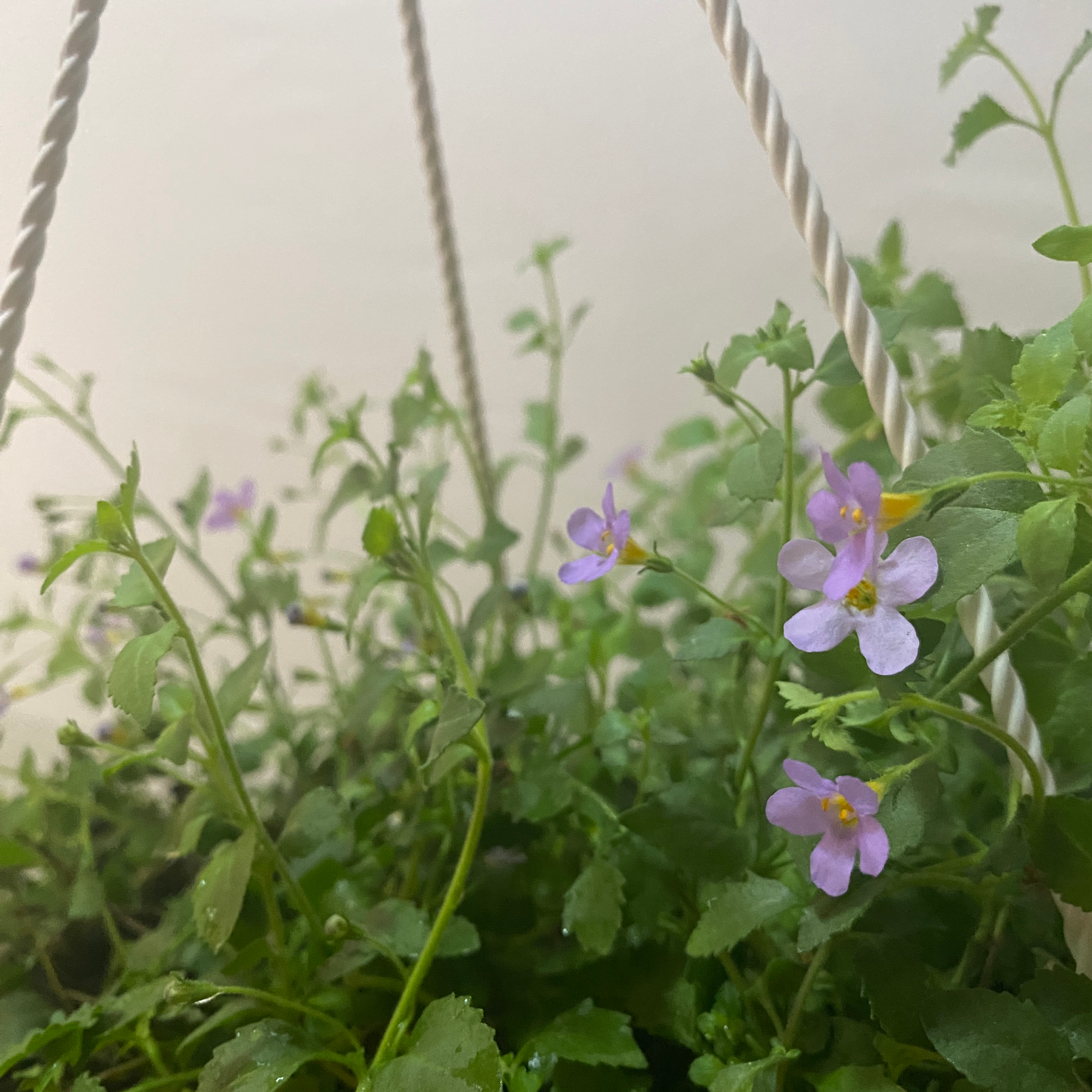 Bacopa - Imagen 5