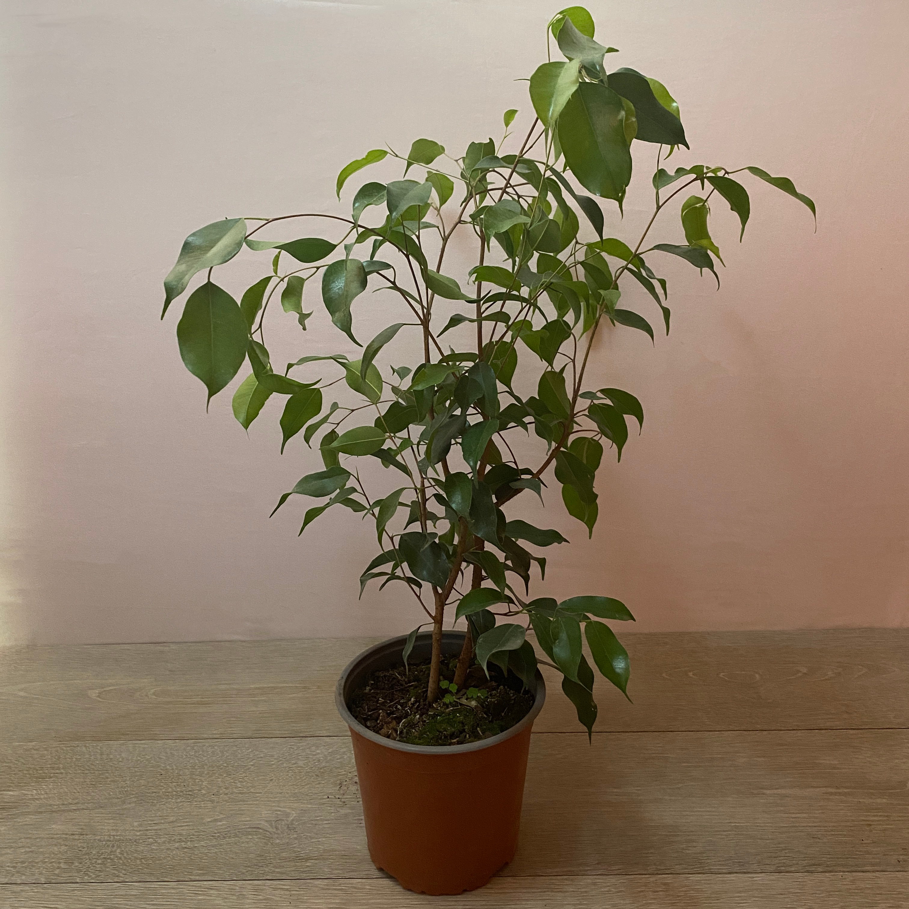 Ficus - Imagen 4