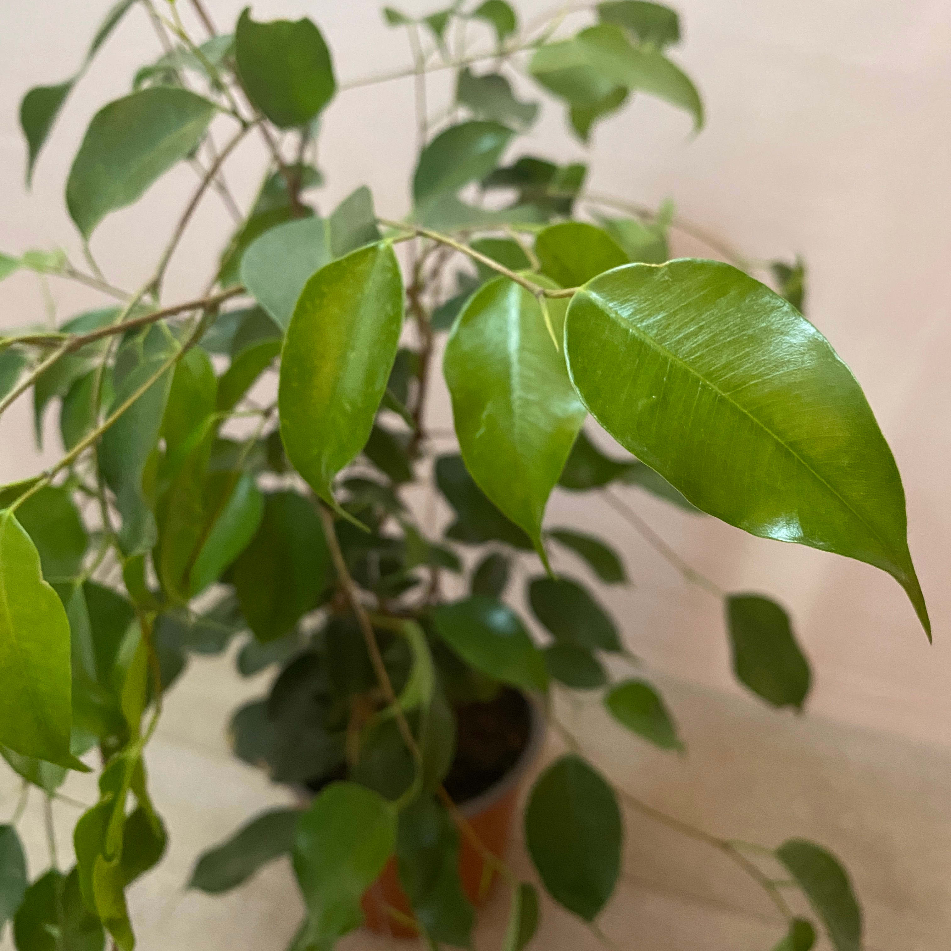 Ficus - Imagen 5