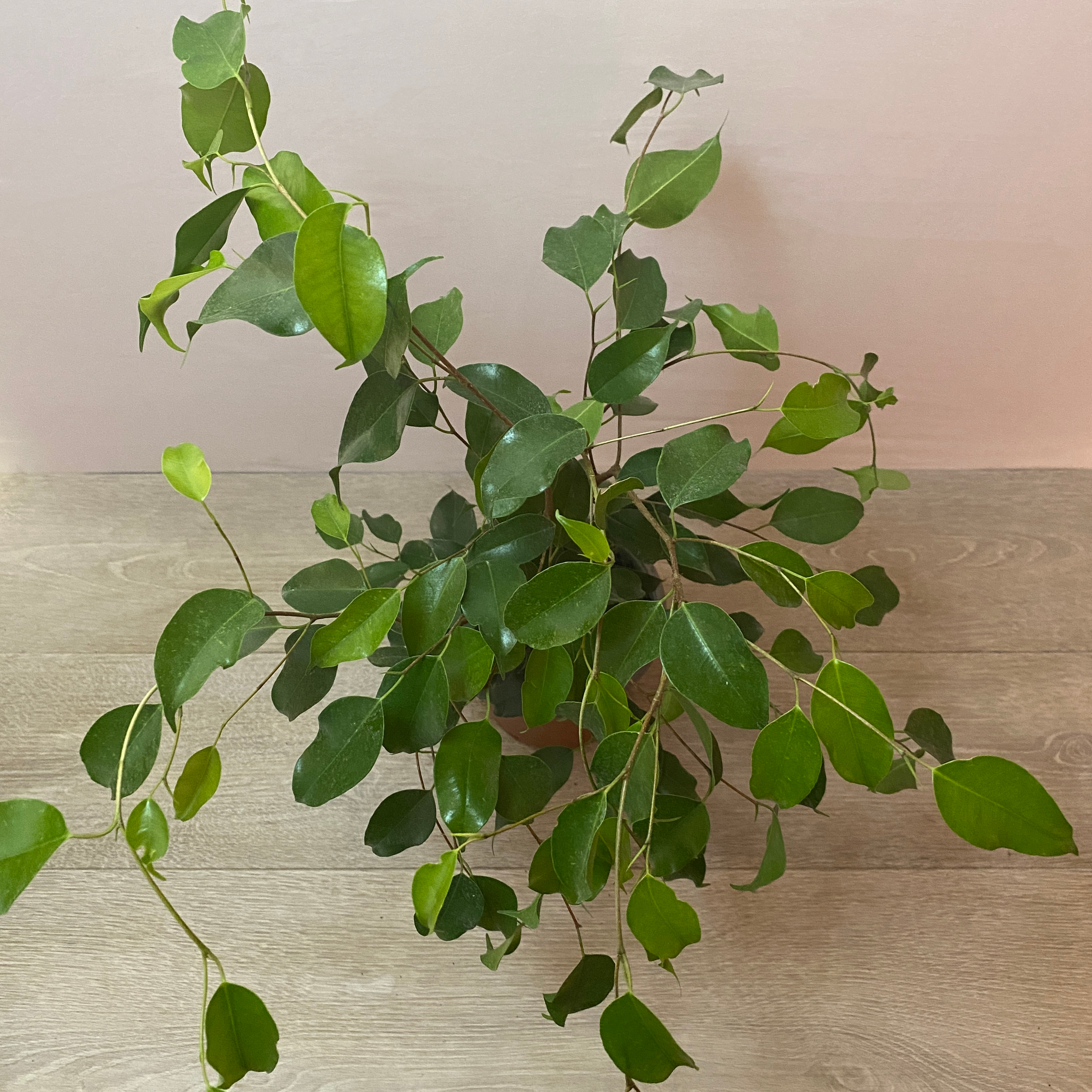 Ficus - Imagen 6