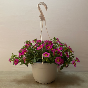 Calibrachoa