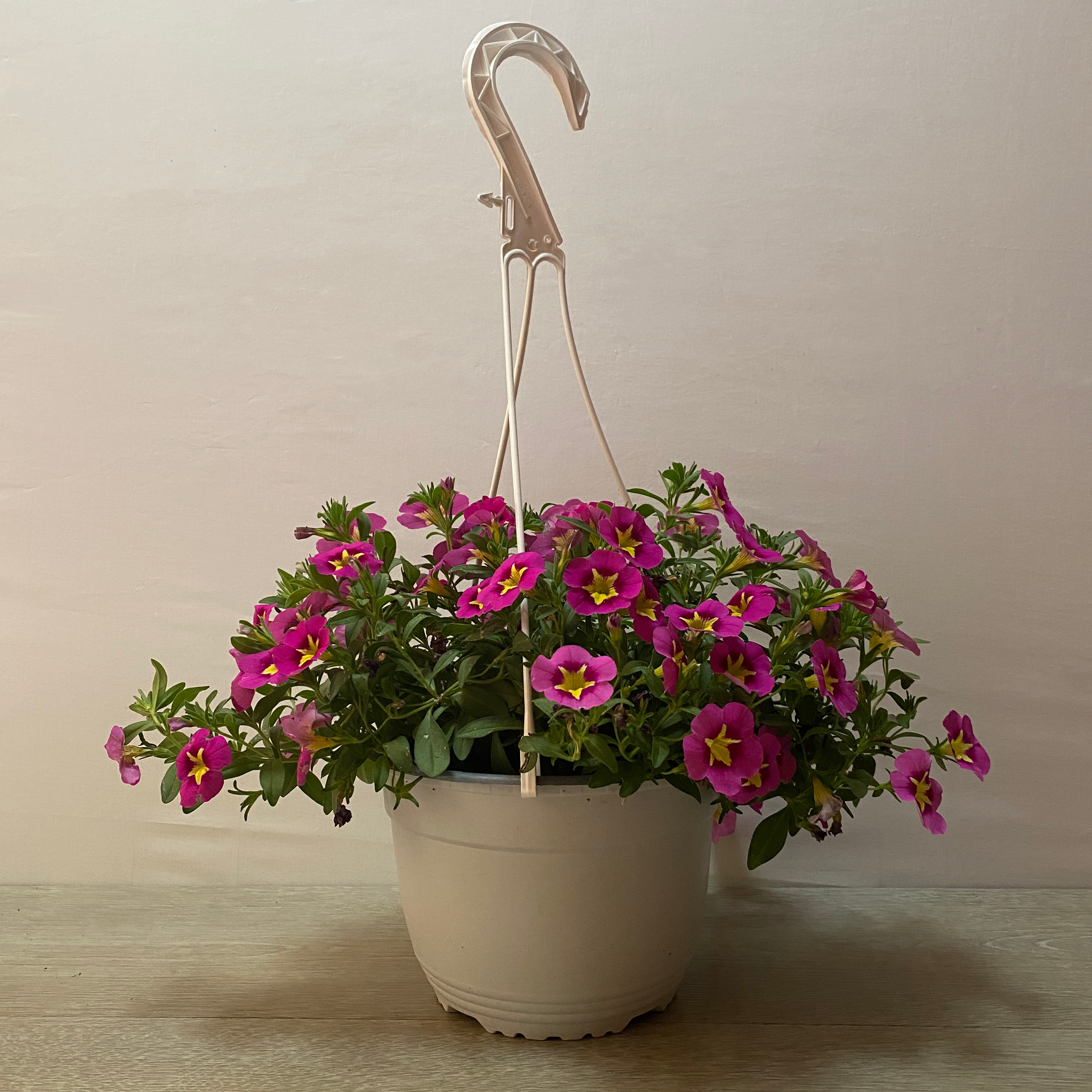 Calibrachoa