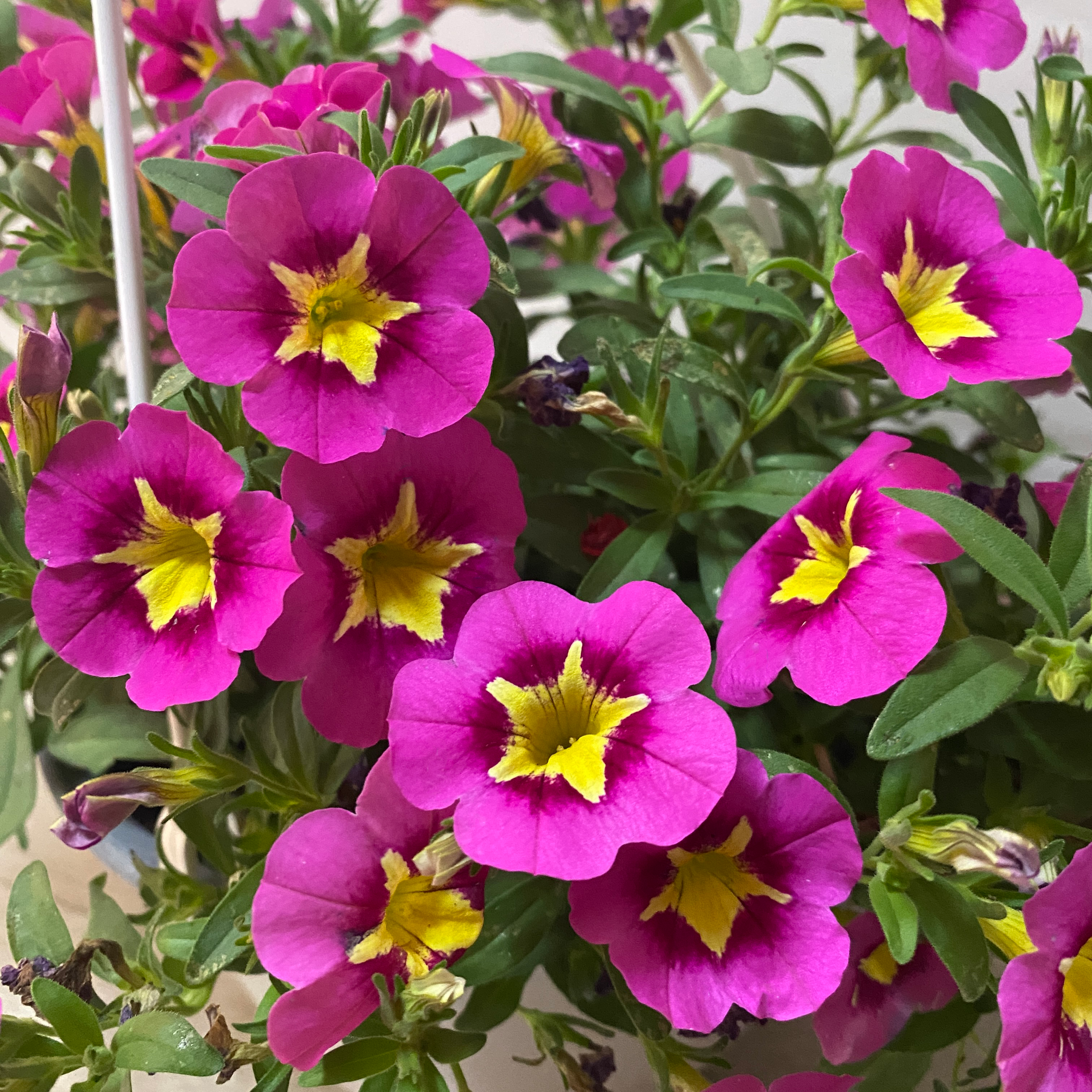 Calibrachoa - Imagen 2