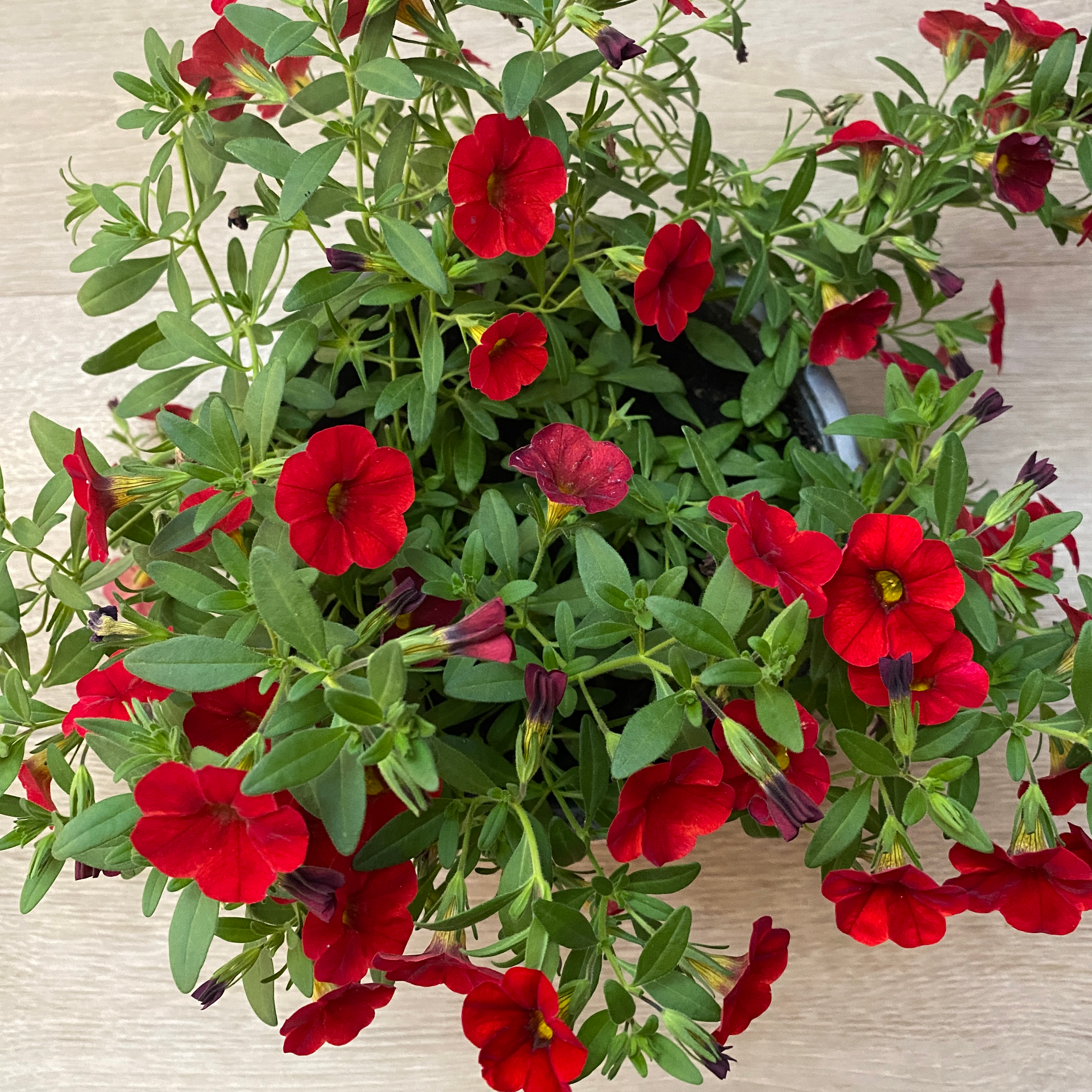 Calibrachoa - Imagen 3