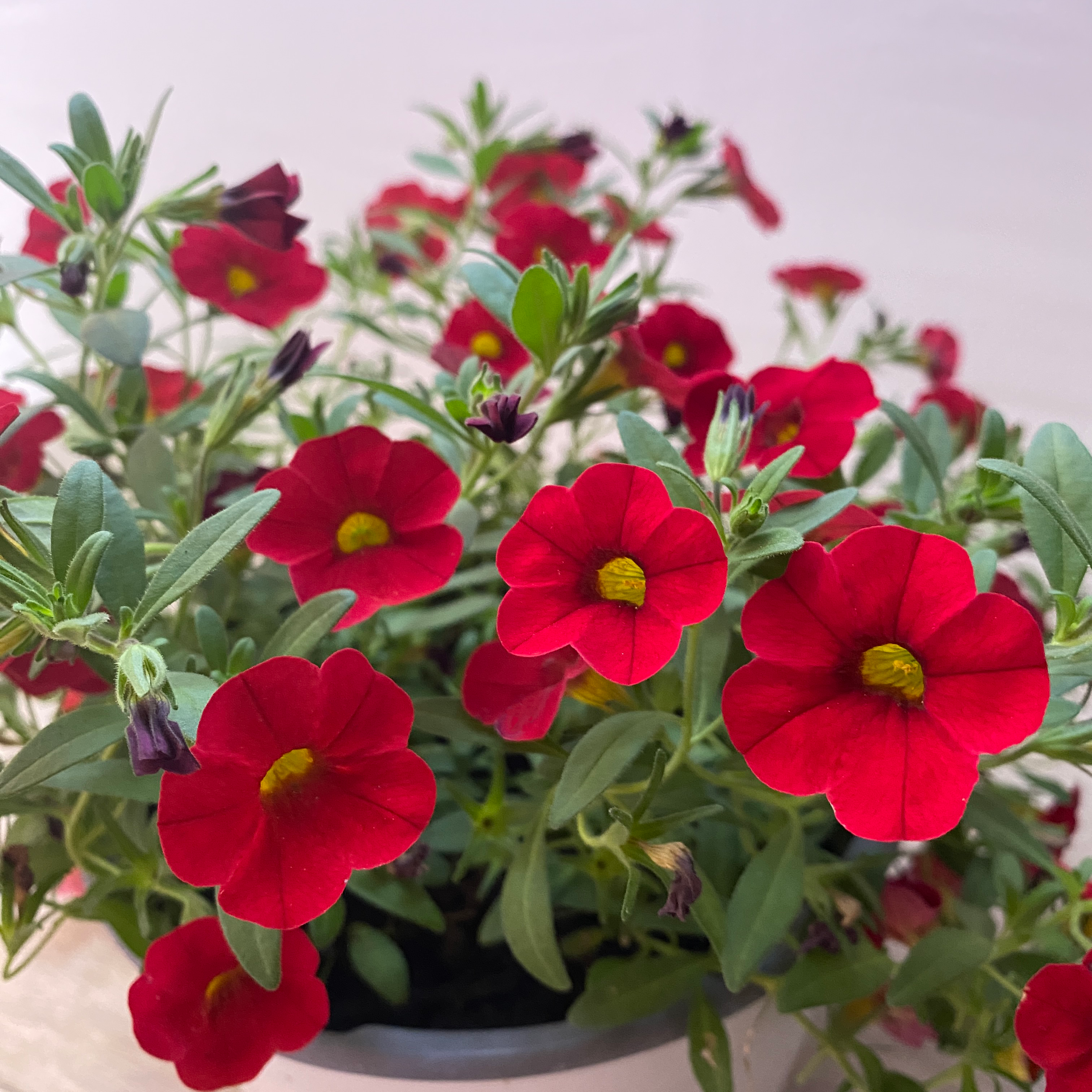 Calibrachoa - Imagen 4