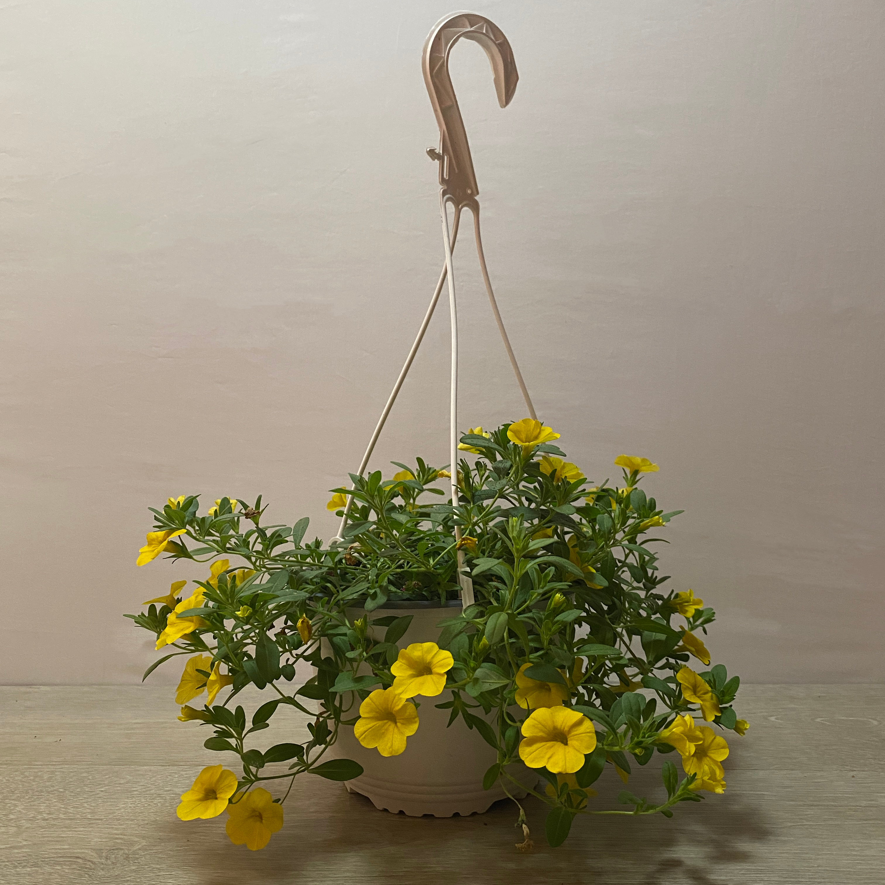 Calibrachoa - Imagen 5