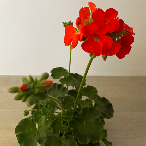 Geranio Cardenal - Imagen 4