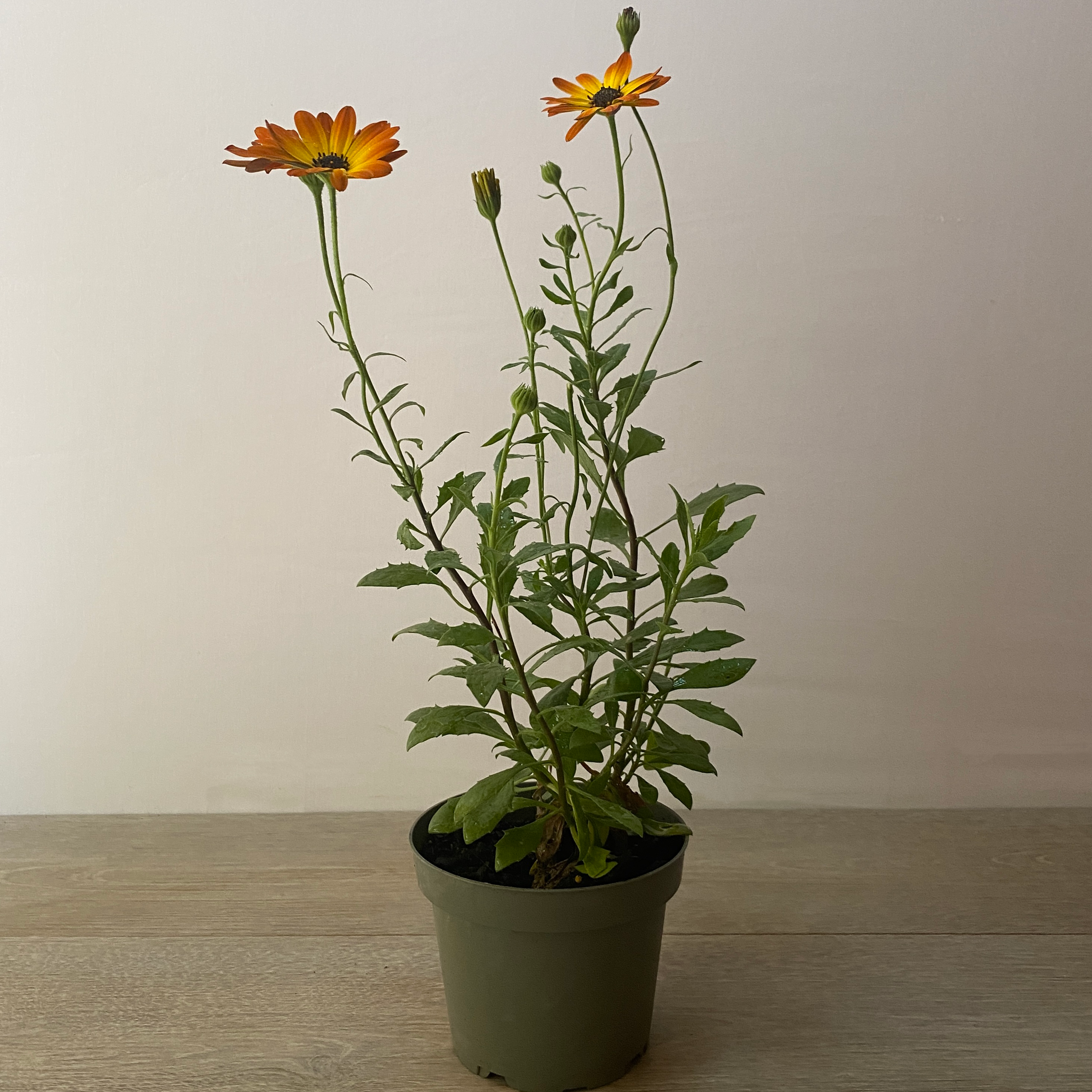 Osteospernum (Dimorfoteca) - Imagen 2