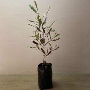 Stenocarpus