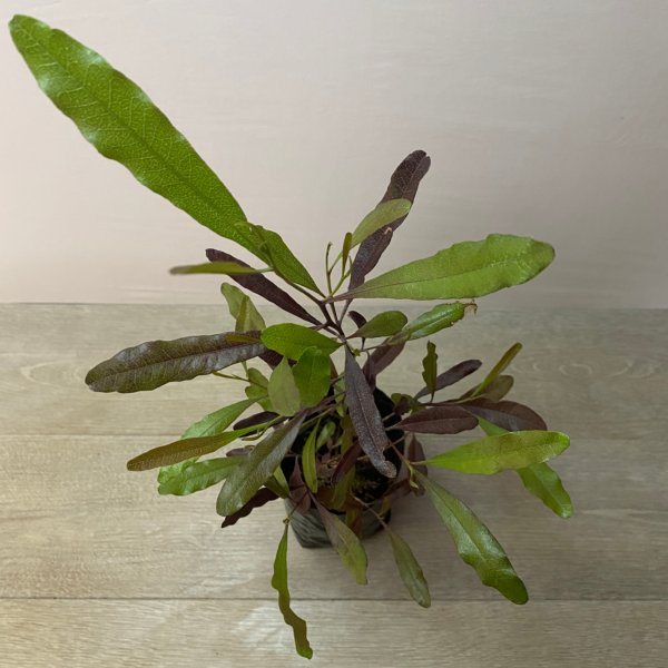Stenocarpus - Imagen 3