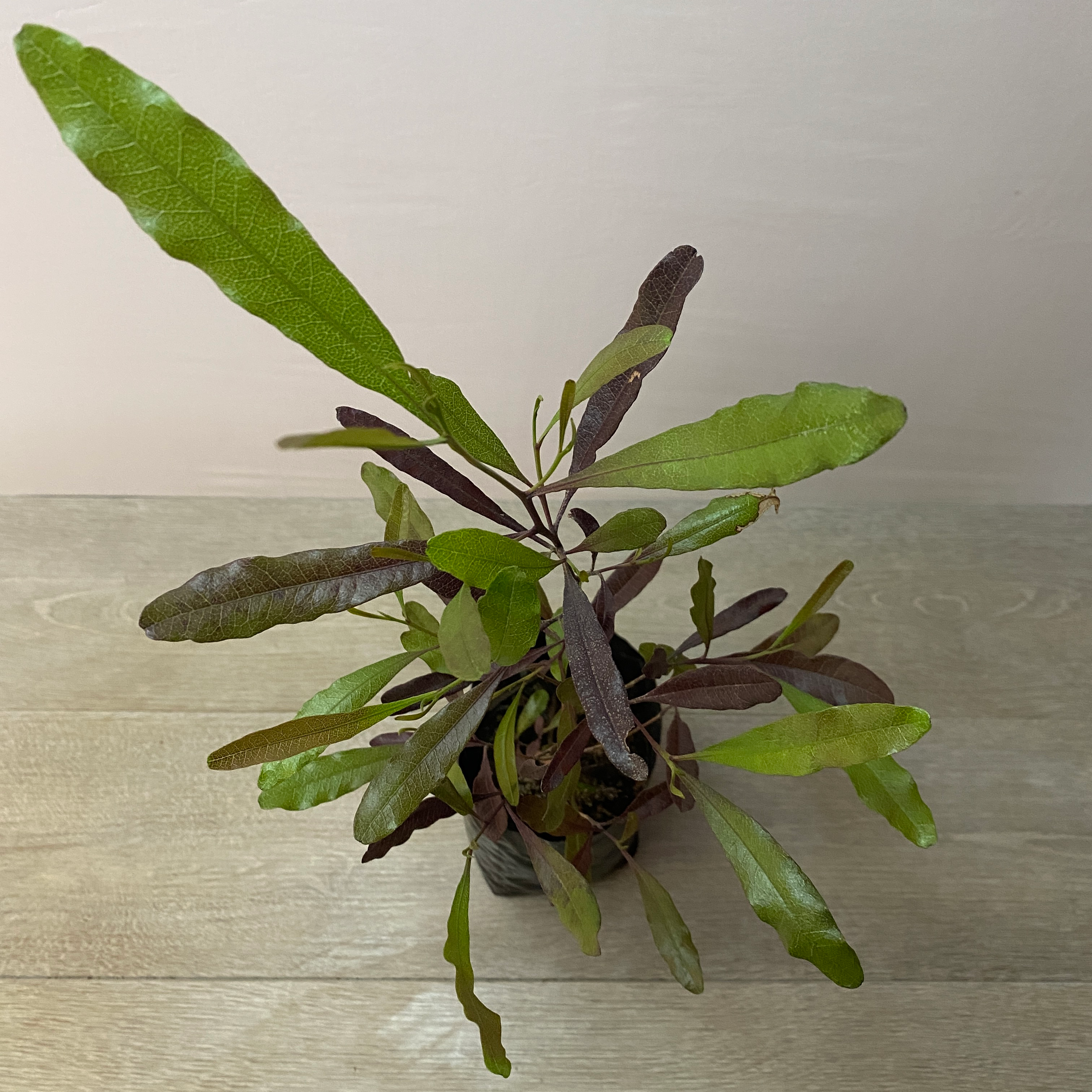 Stenocarpus - Imagen 3