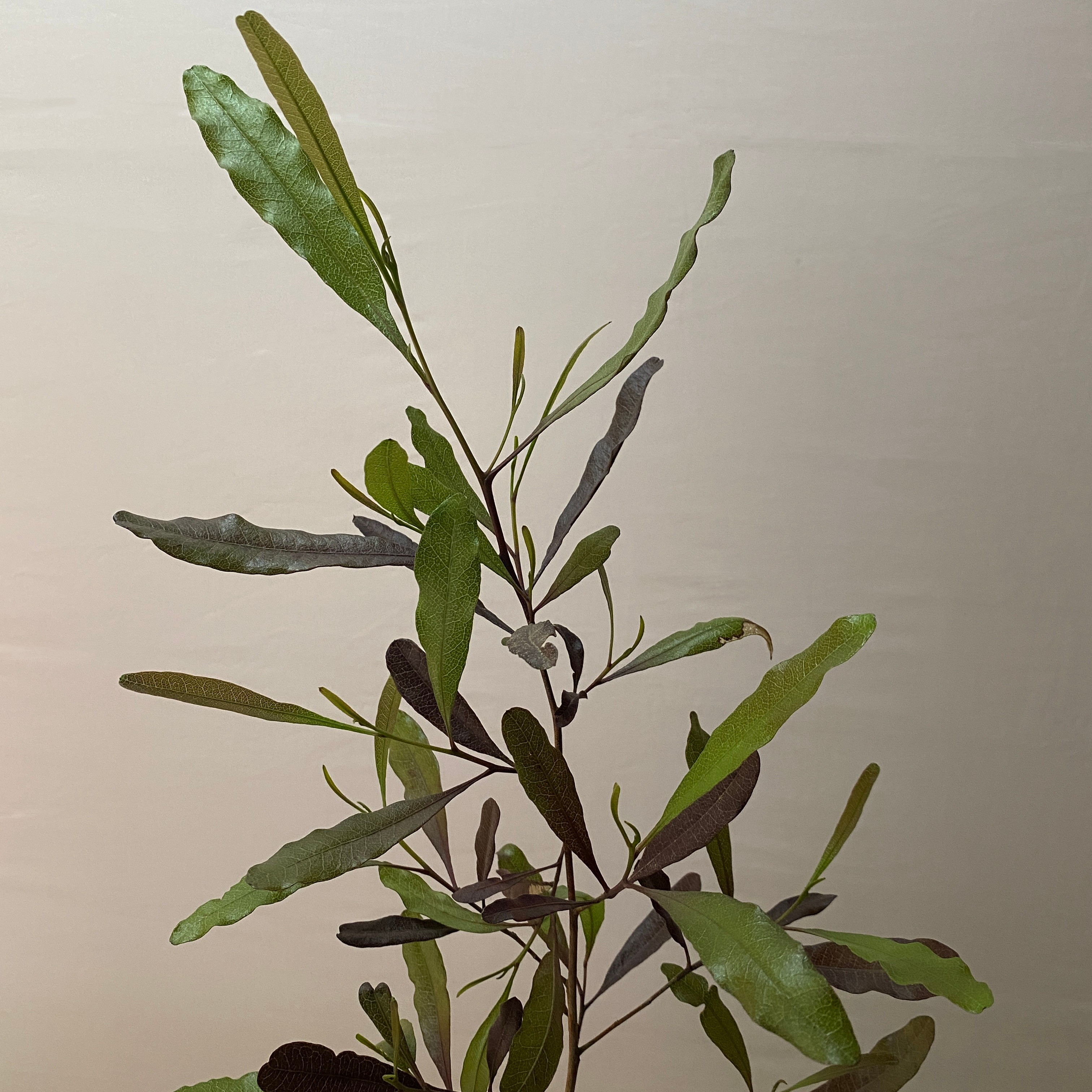 Stenocarpus - Imagen 2
