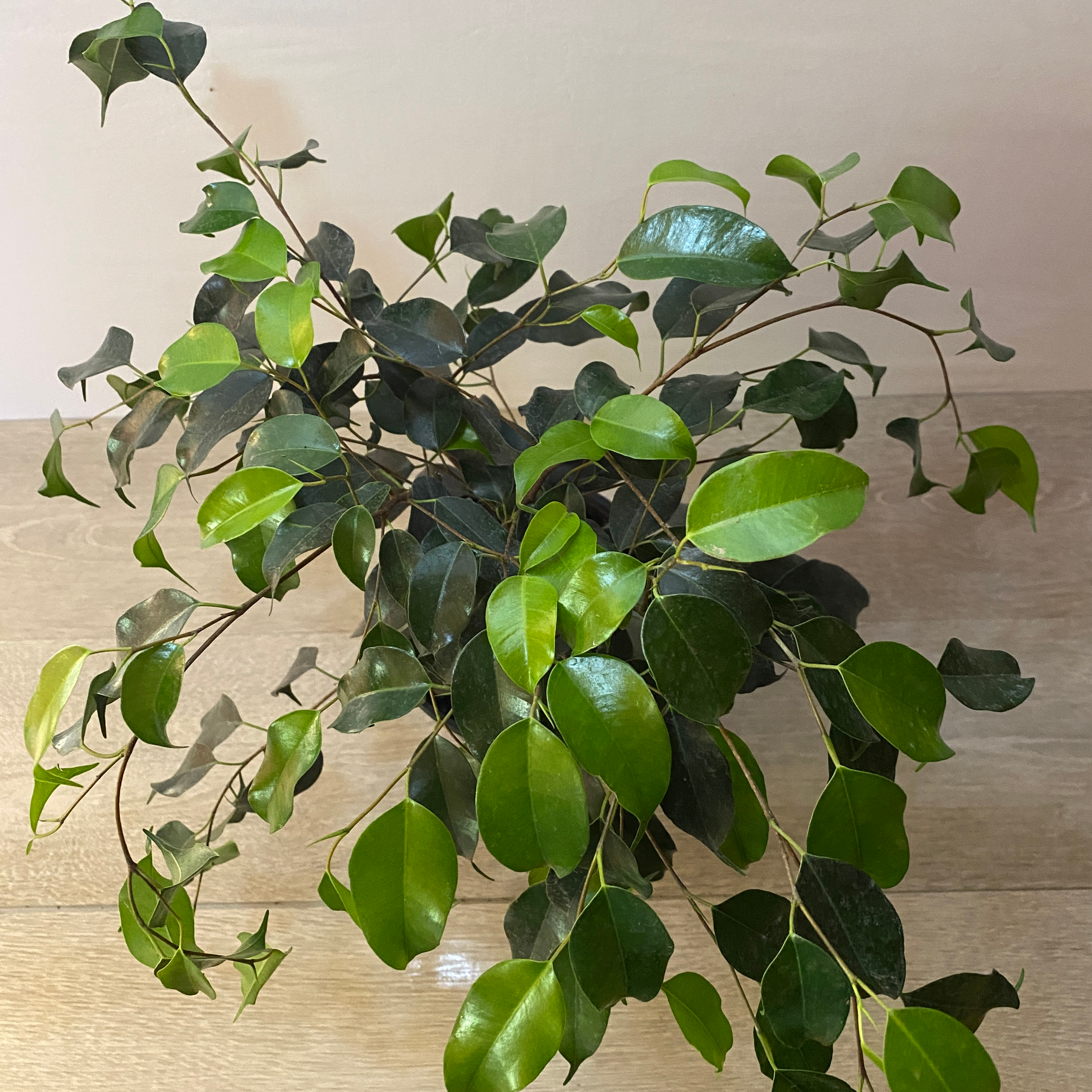 Ficus - Imagen 2