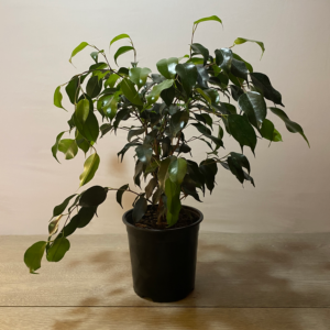 Ficus