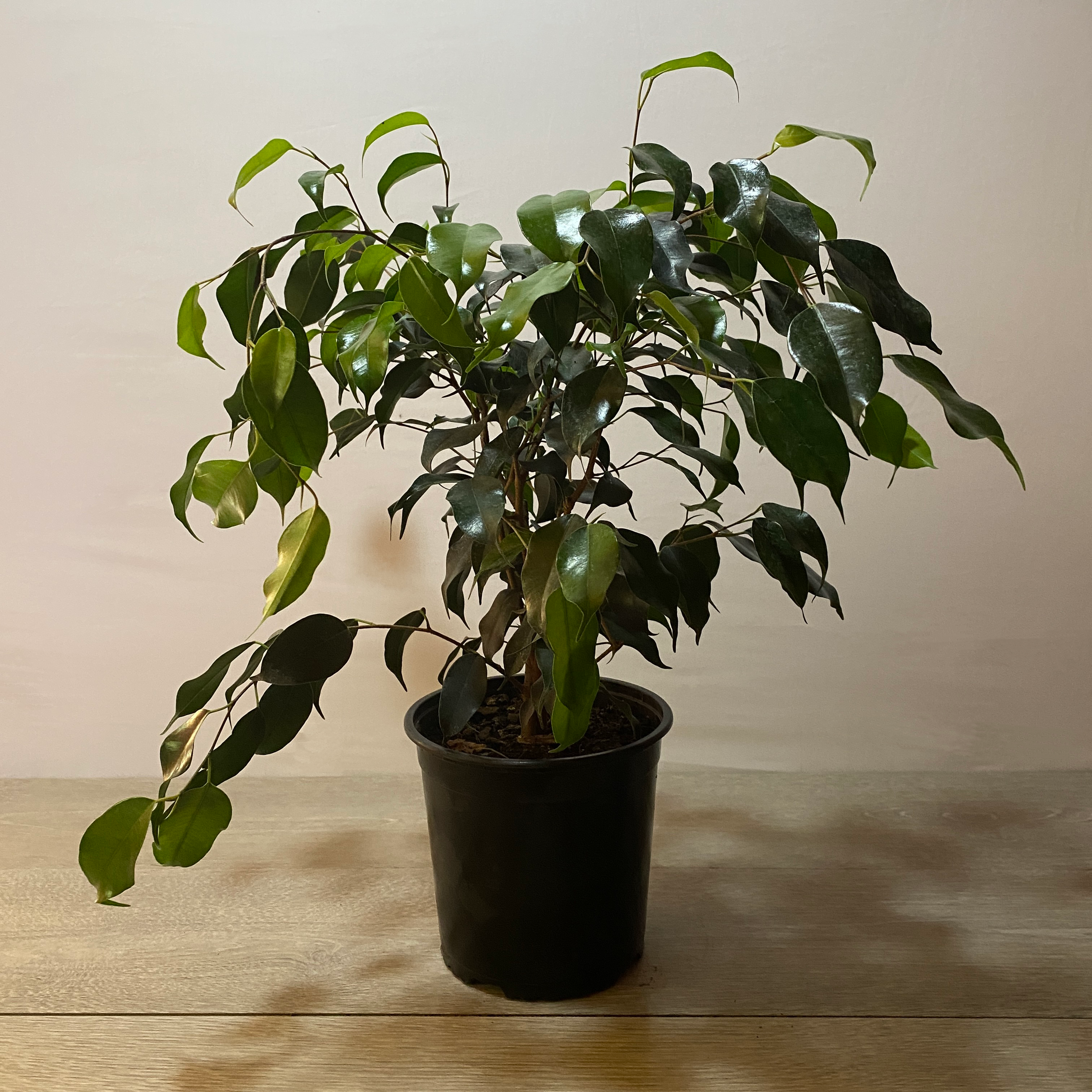 Ficus