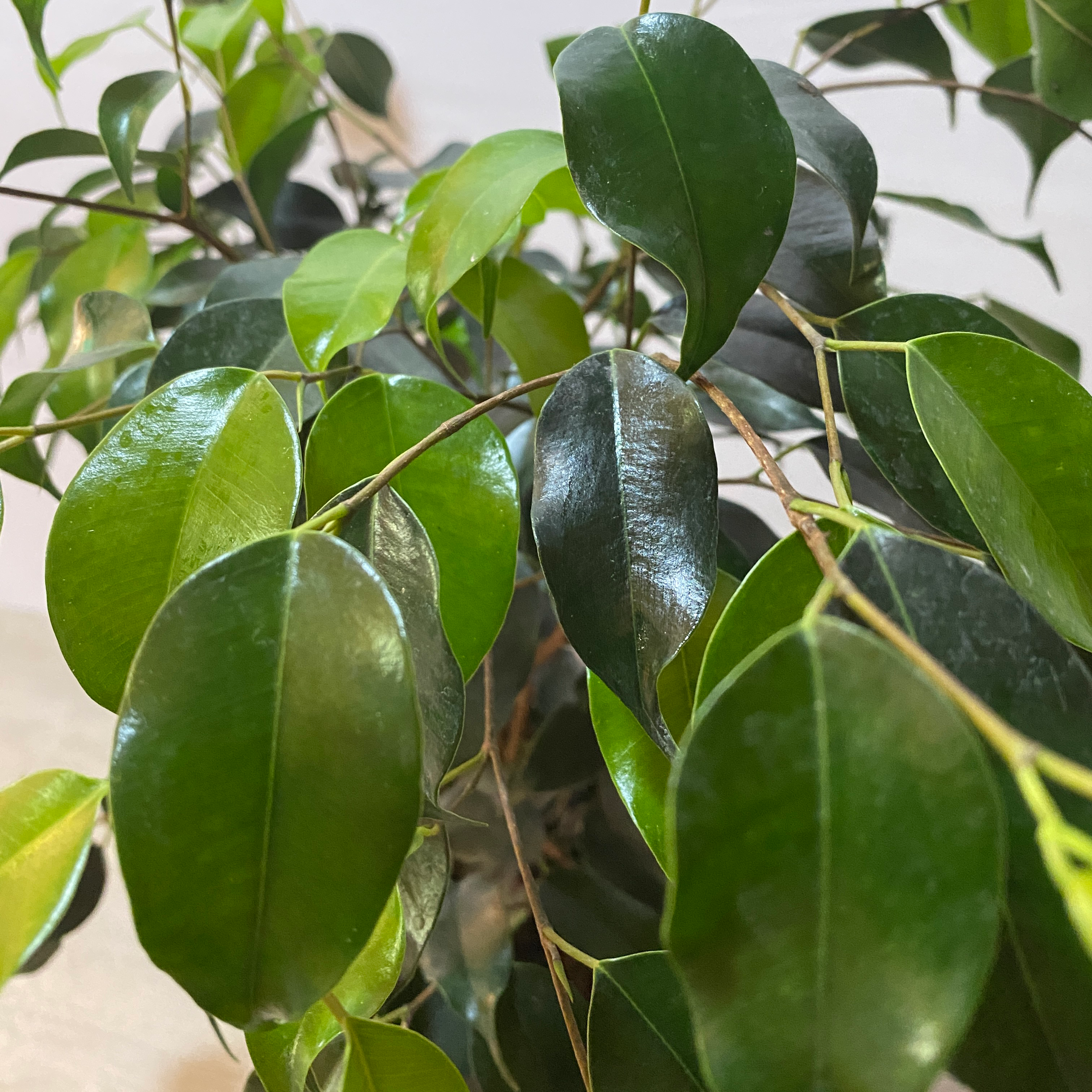 Ficus - Imagen 3