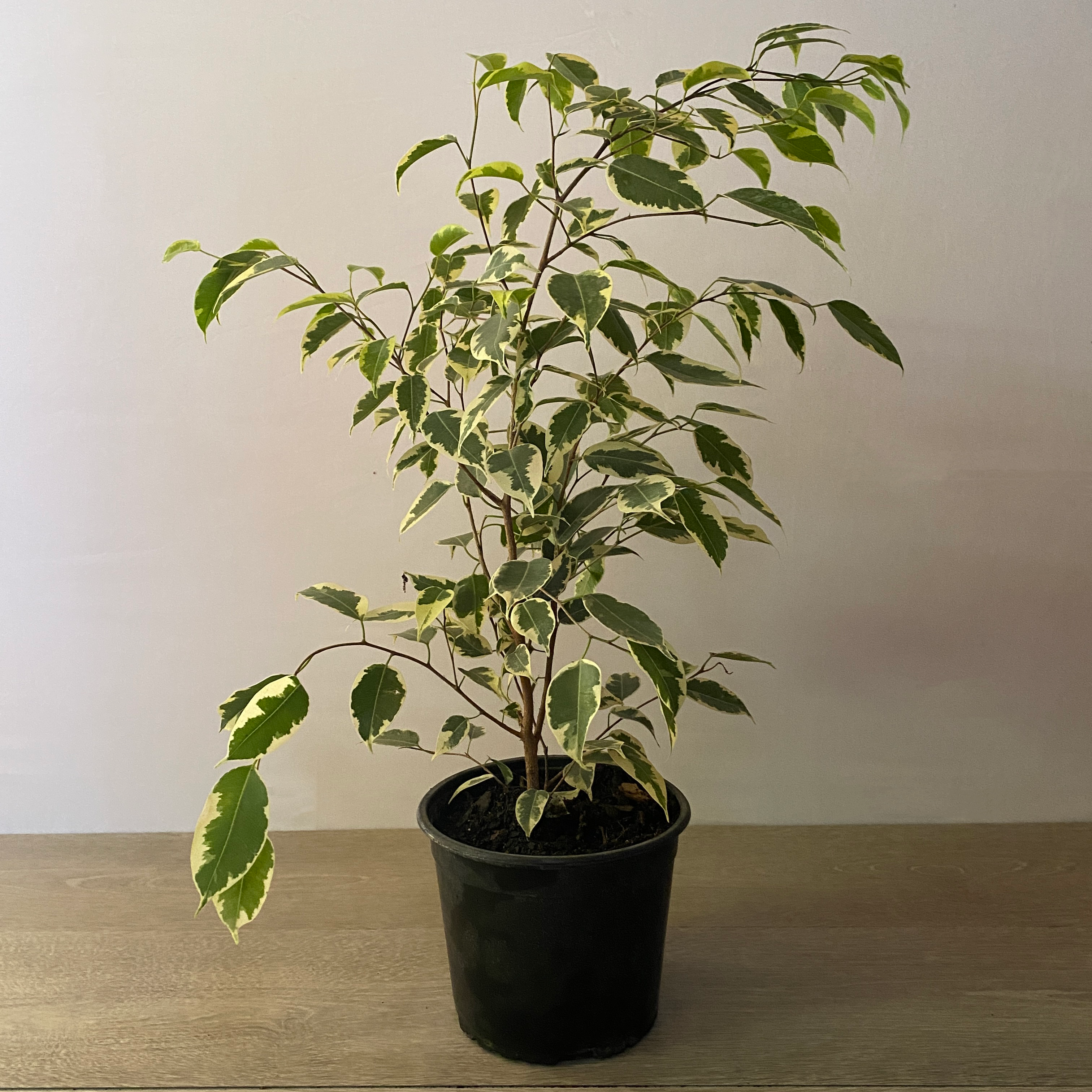 Ficus - Imagen 7