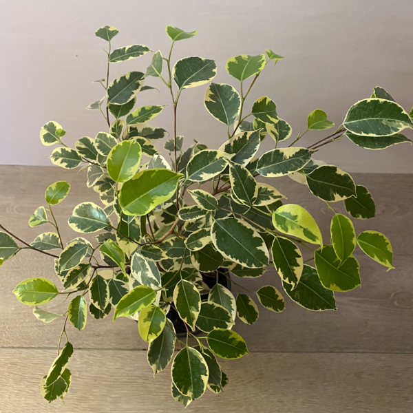 Ficus - Imagen 8