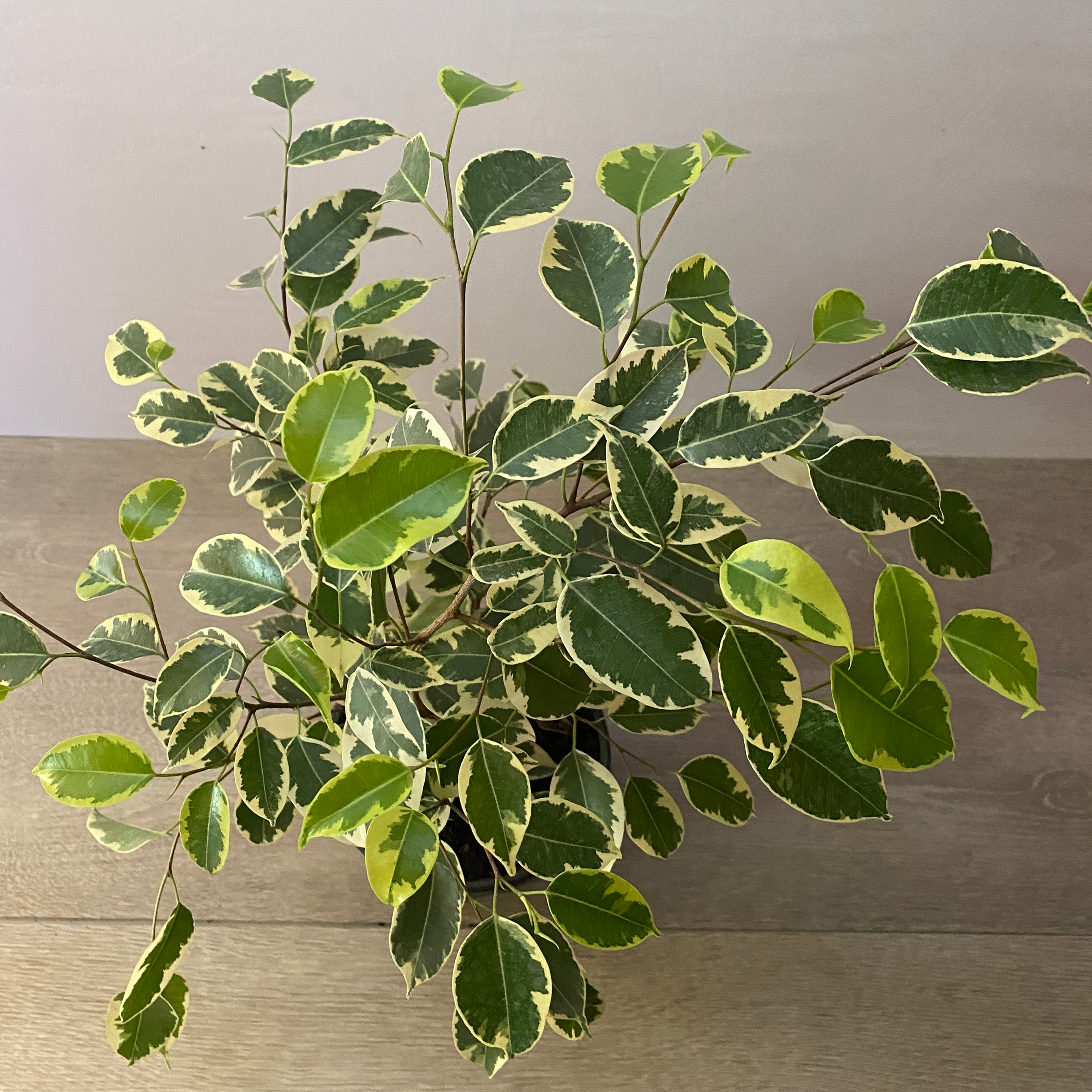 Ficus - Imagen 8