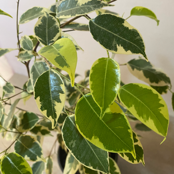 Ficus - Imagen 9