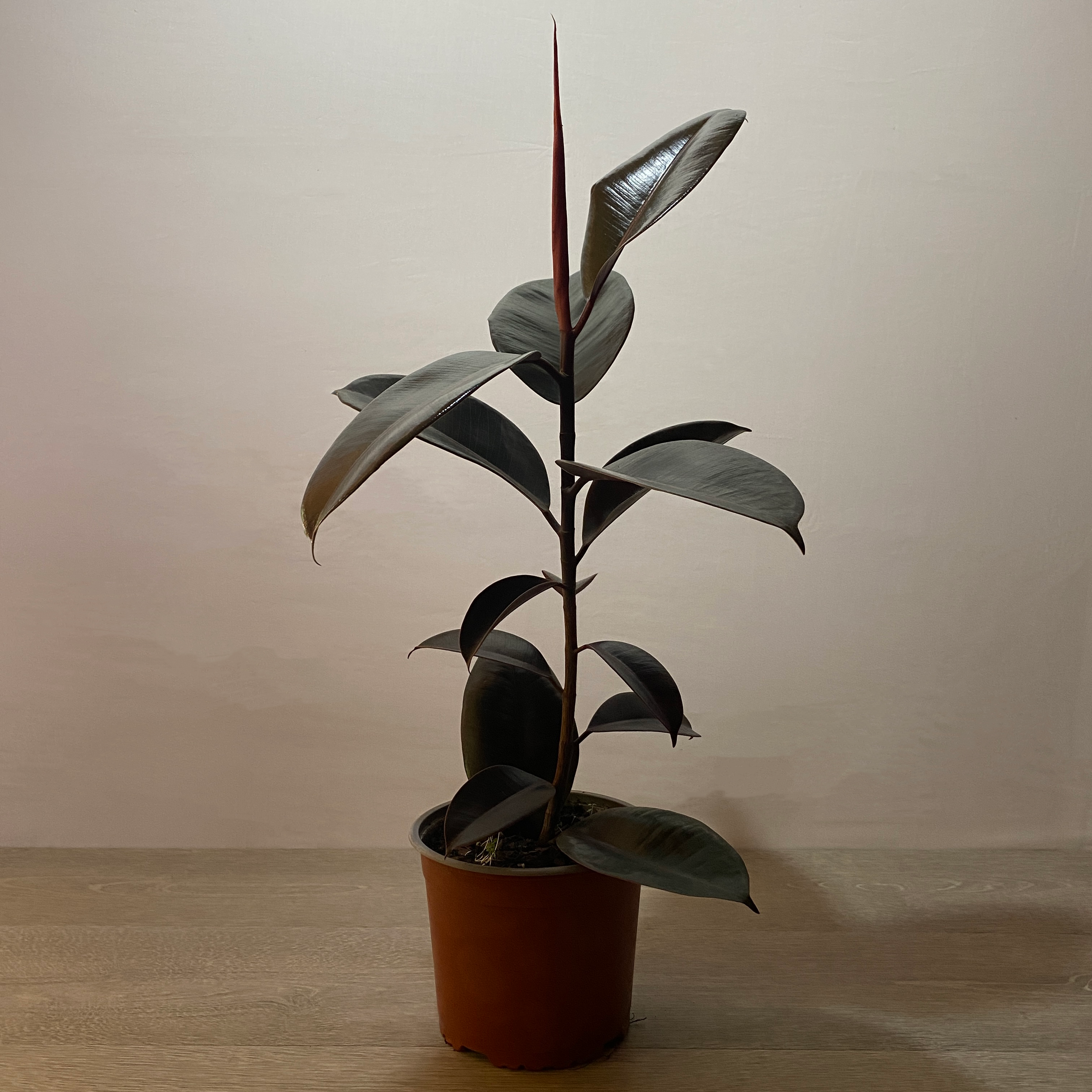 Gomero - Imagen 2