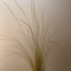 Gramínea Stipa