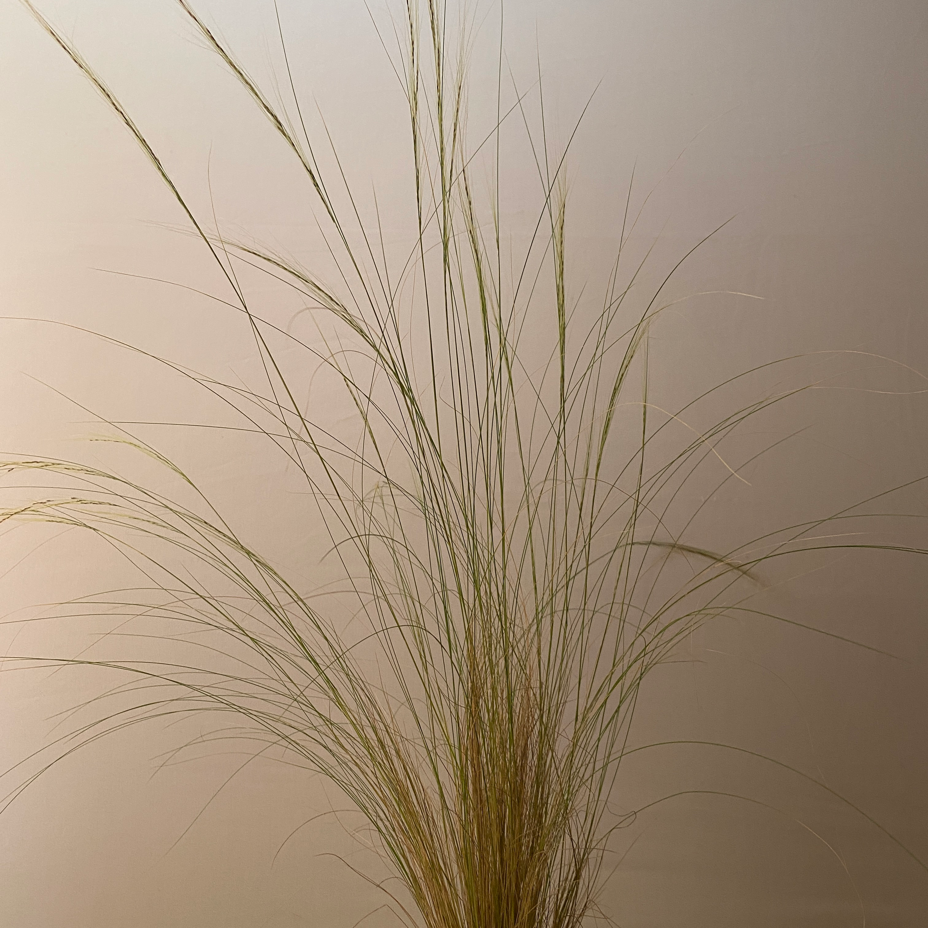 Gramínea Stipa