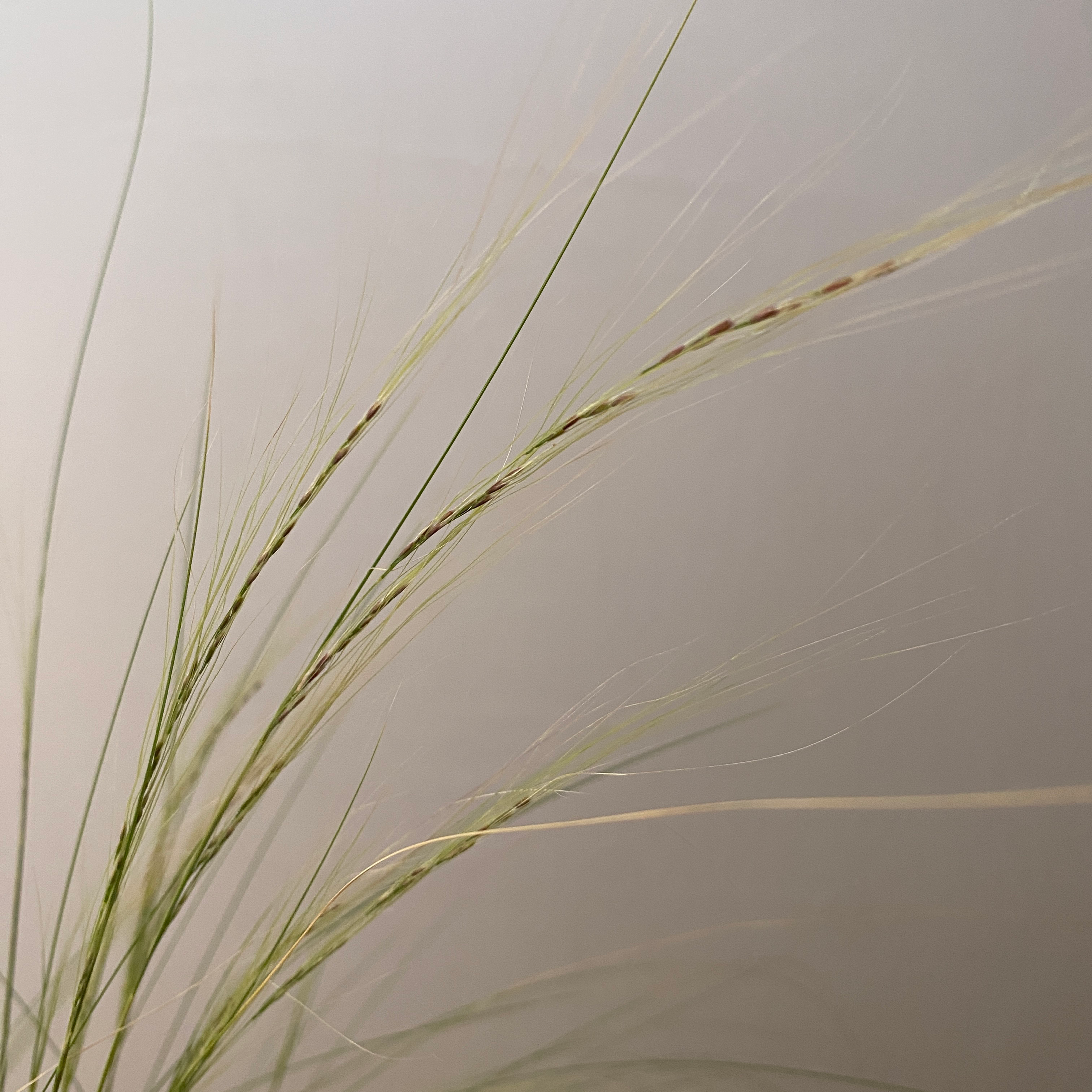 Gramínea Stipa - Imagen 3