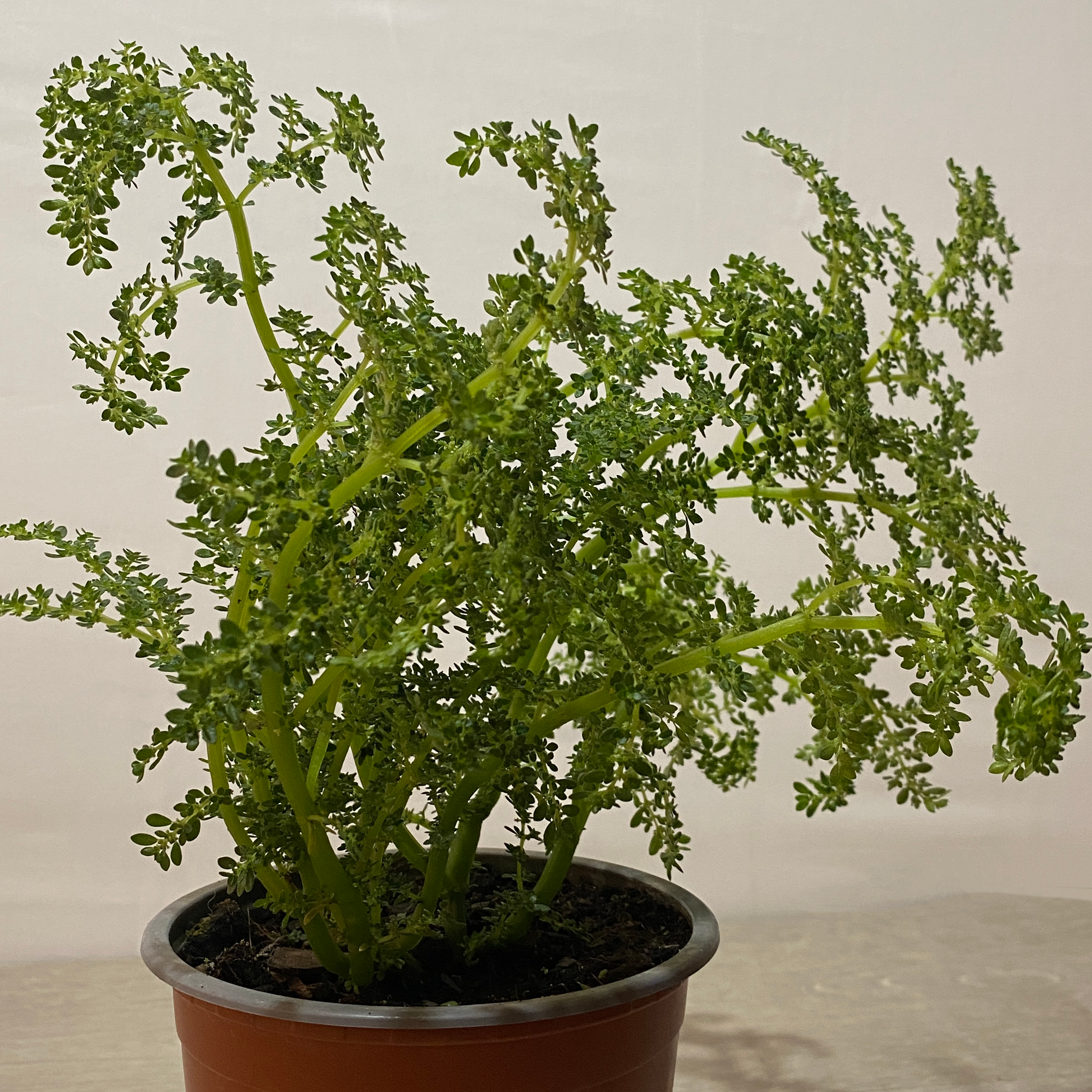 Helecho Arroz - Imagen 3