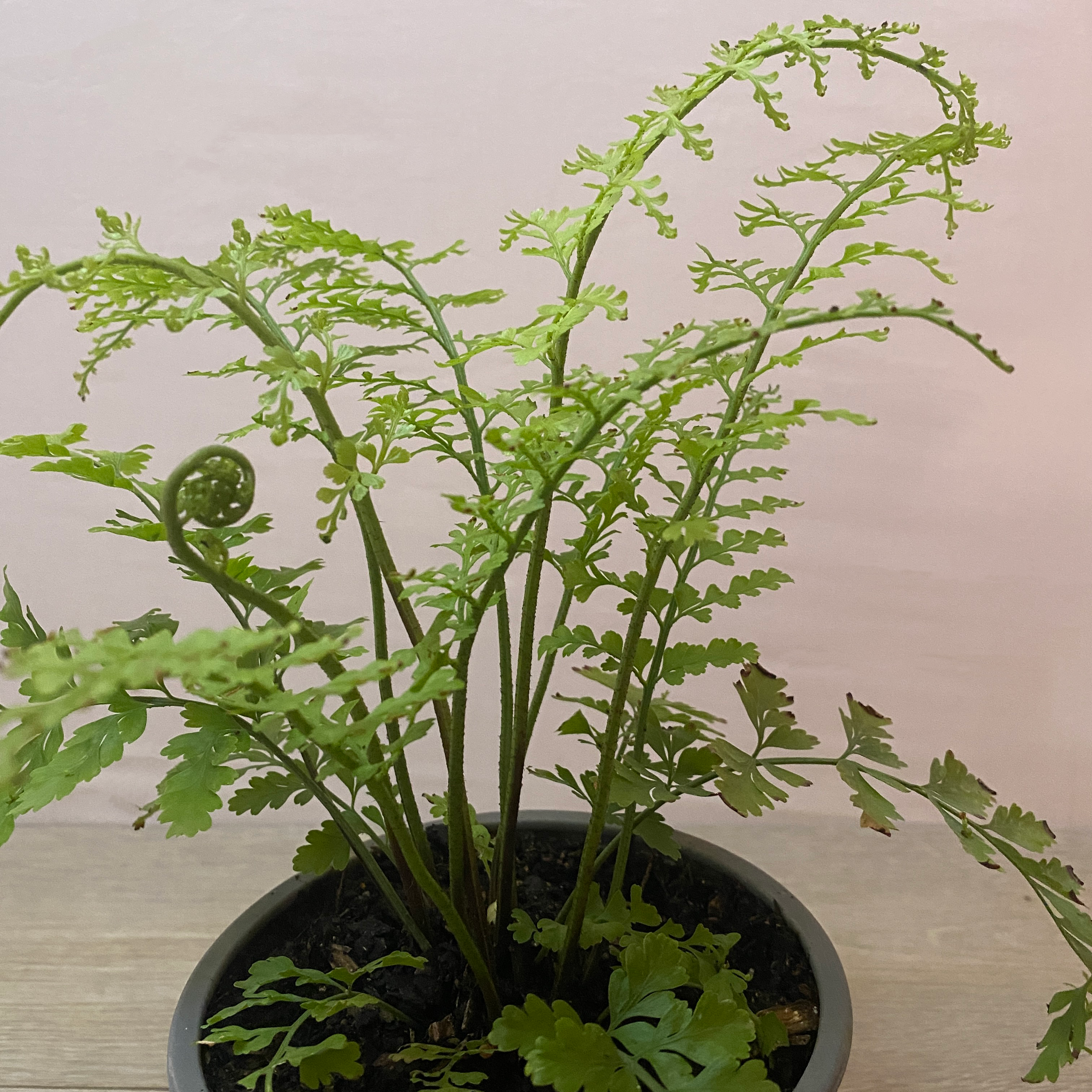 Helecho Perejil - Imagen 3