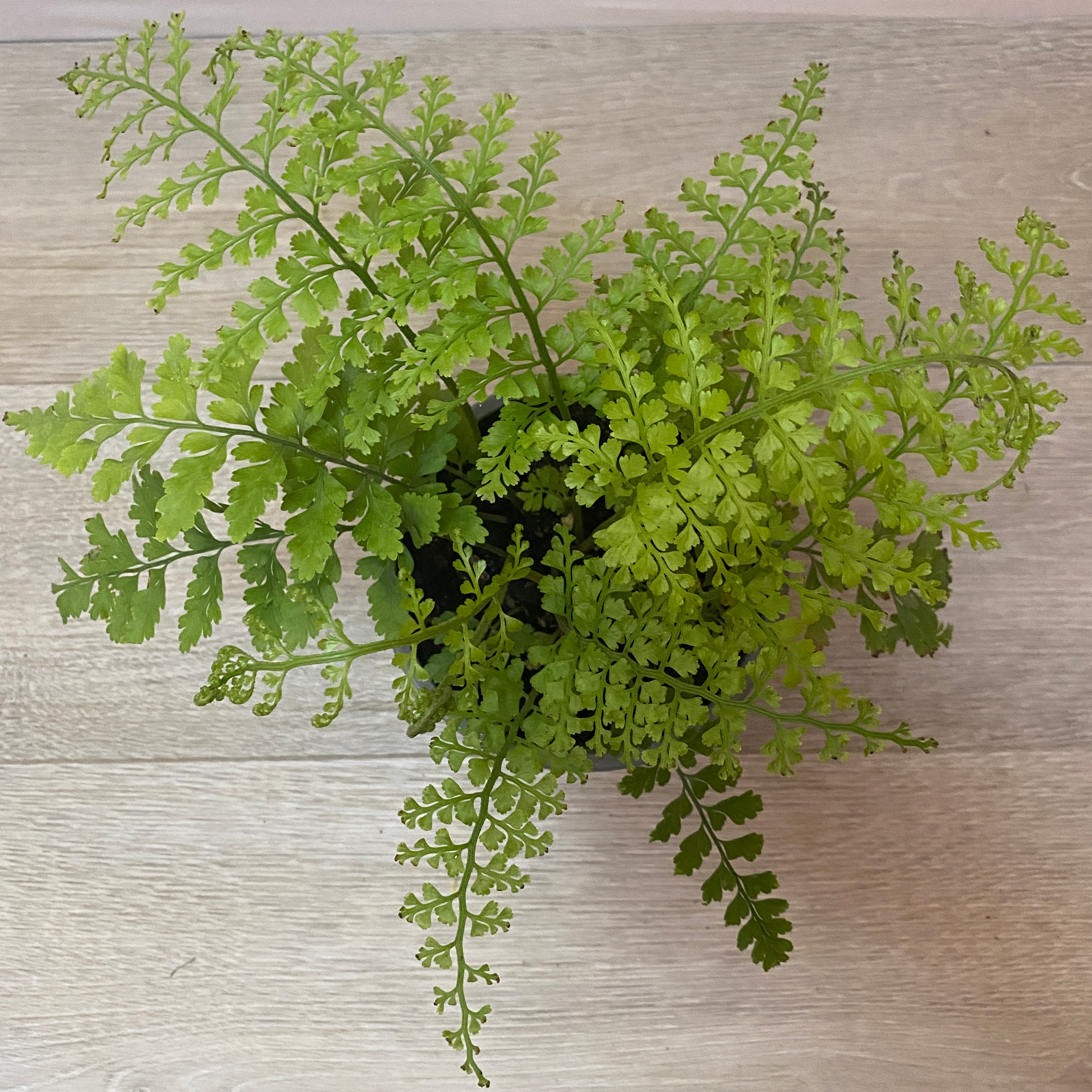 Helecho Perejil - Imagen 4