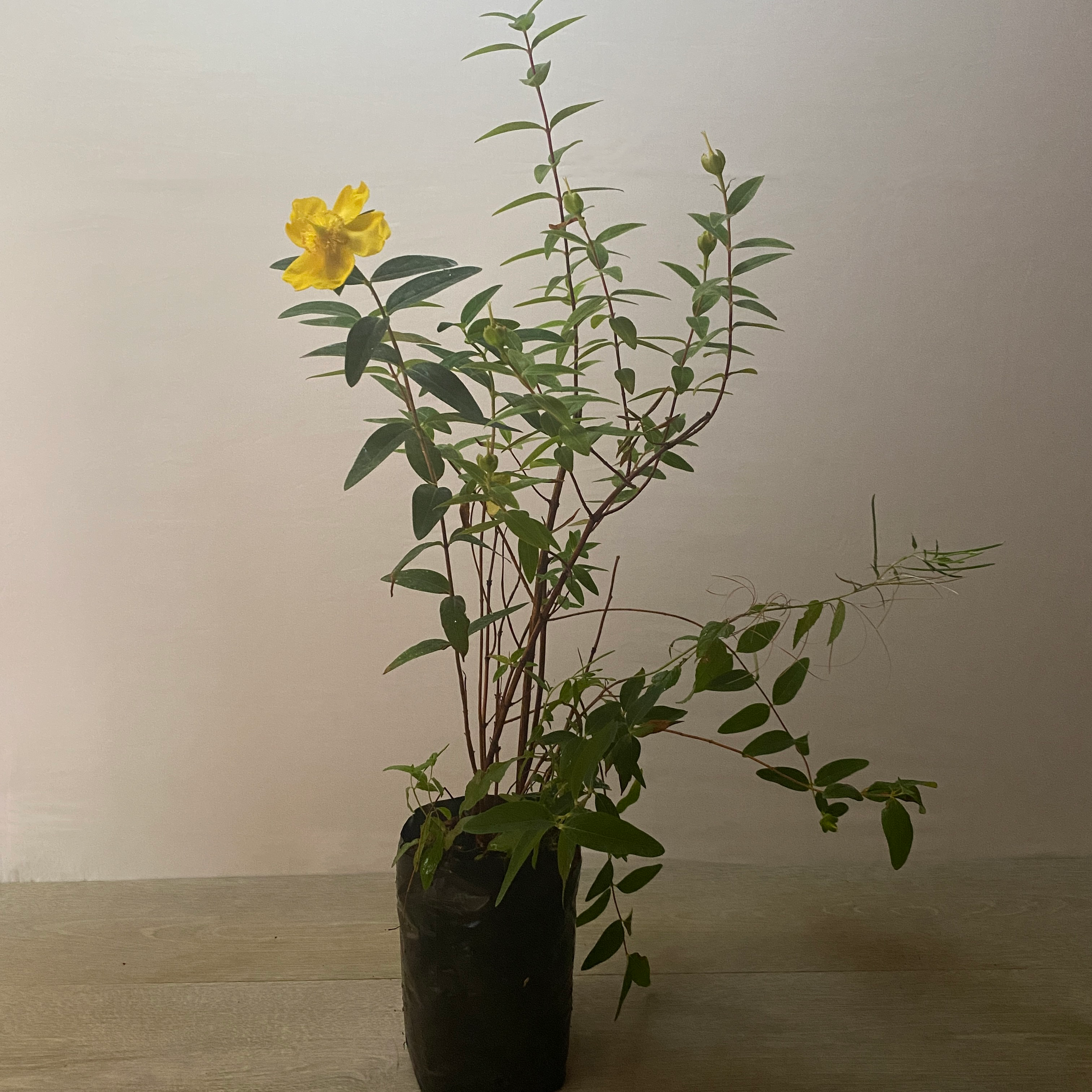 Hipérico - Imagen 2