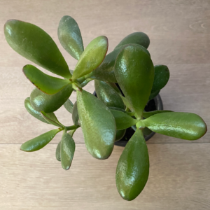 Jade