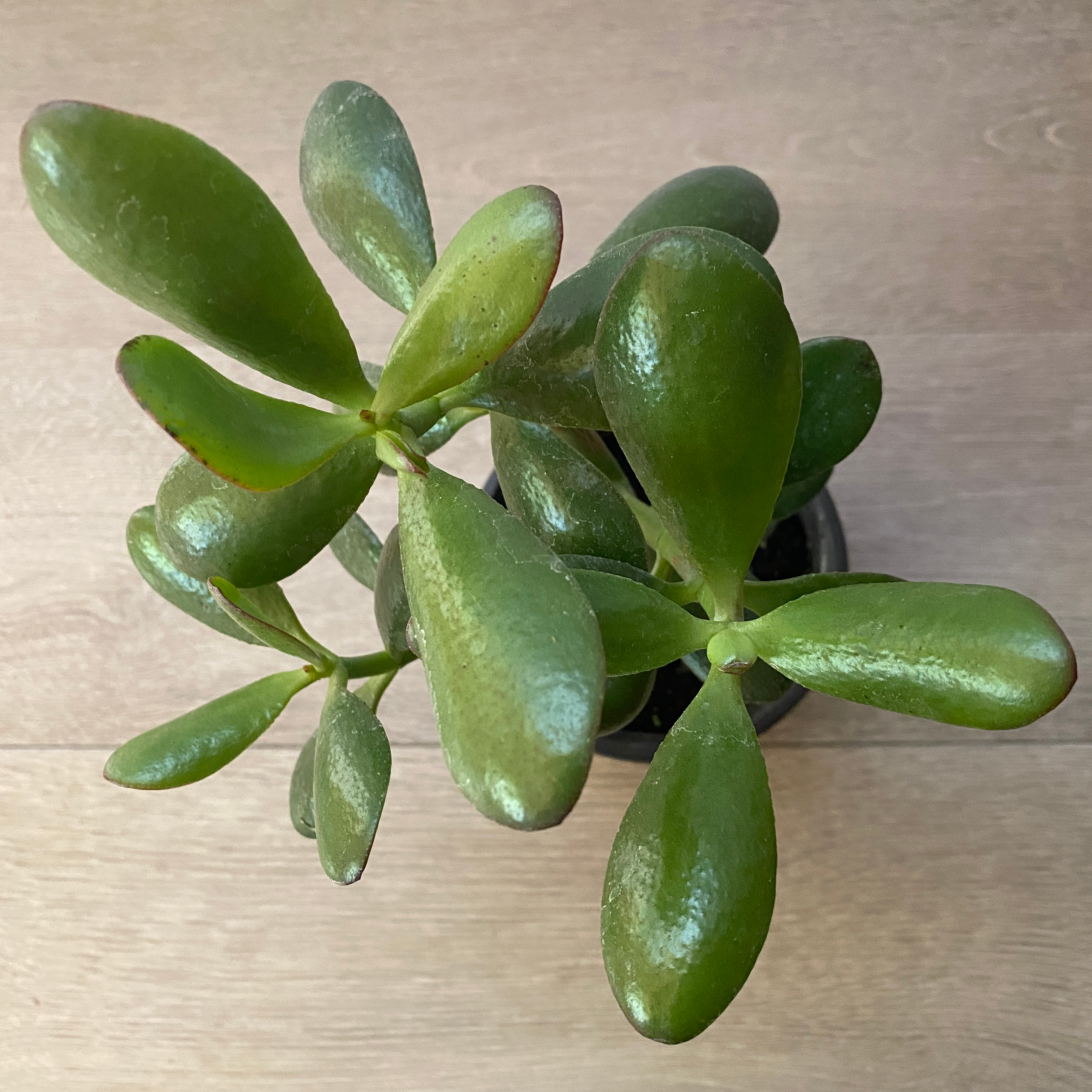 Jade