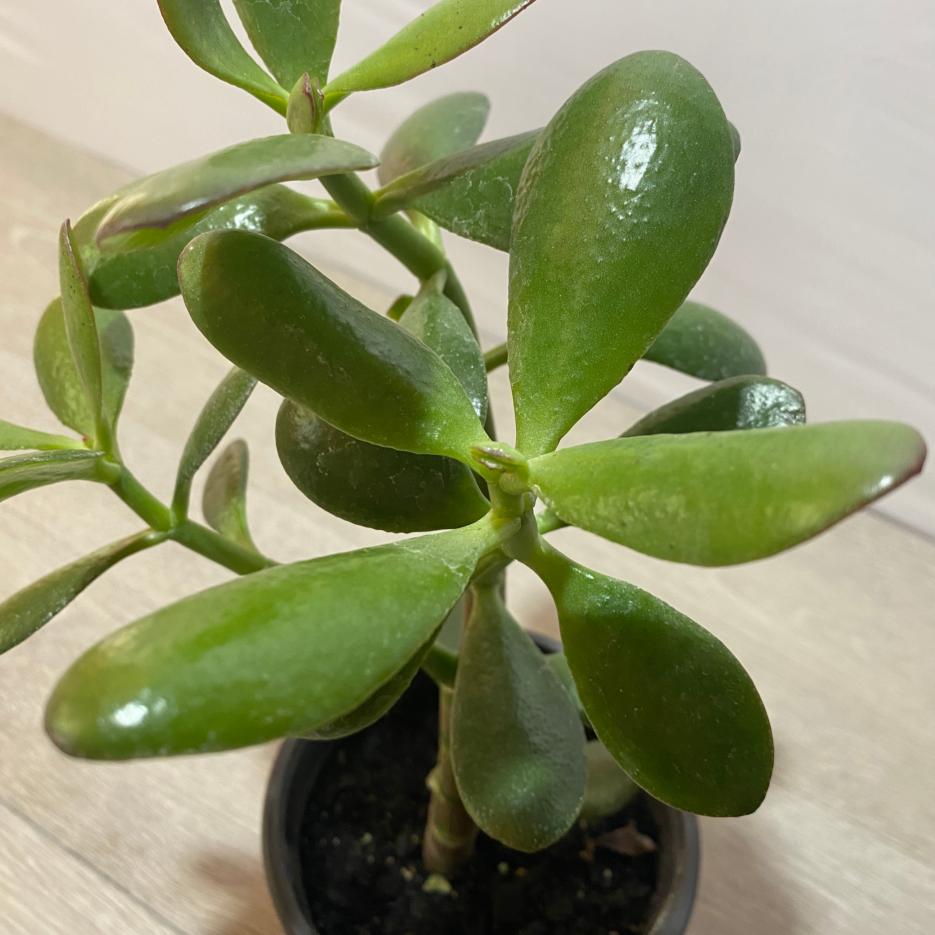 Jade - Imagen 3