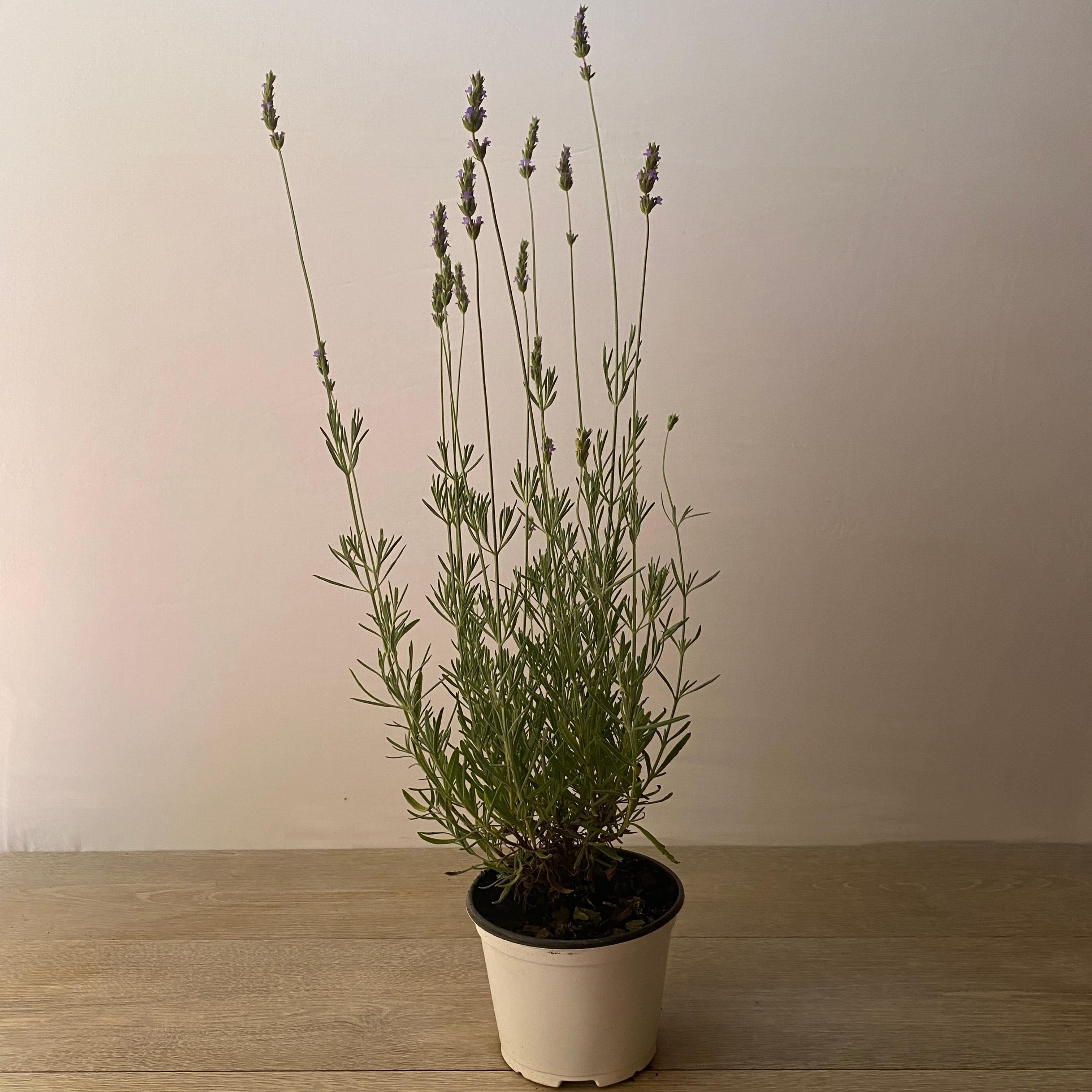 Lavanda Inglesa - Imagen 2