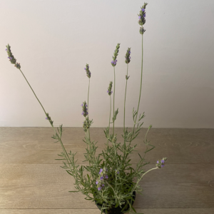 Lavanda Inglesa