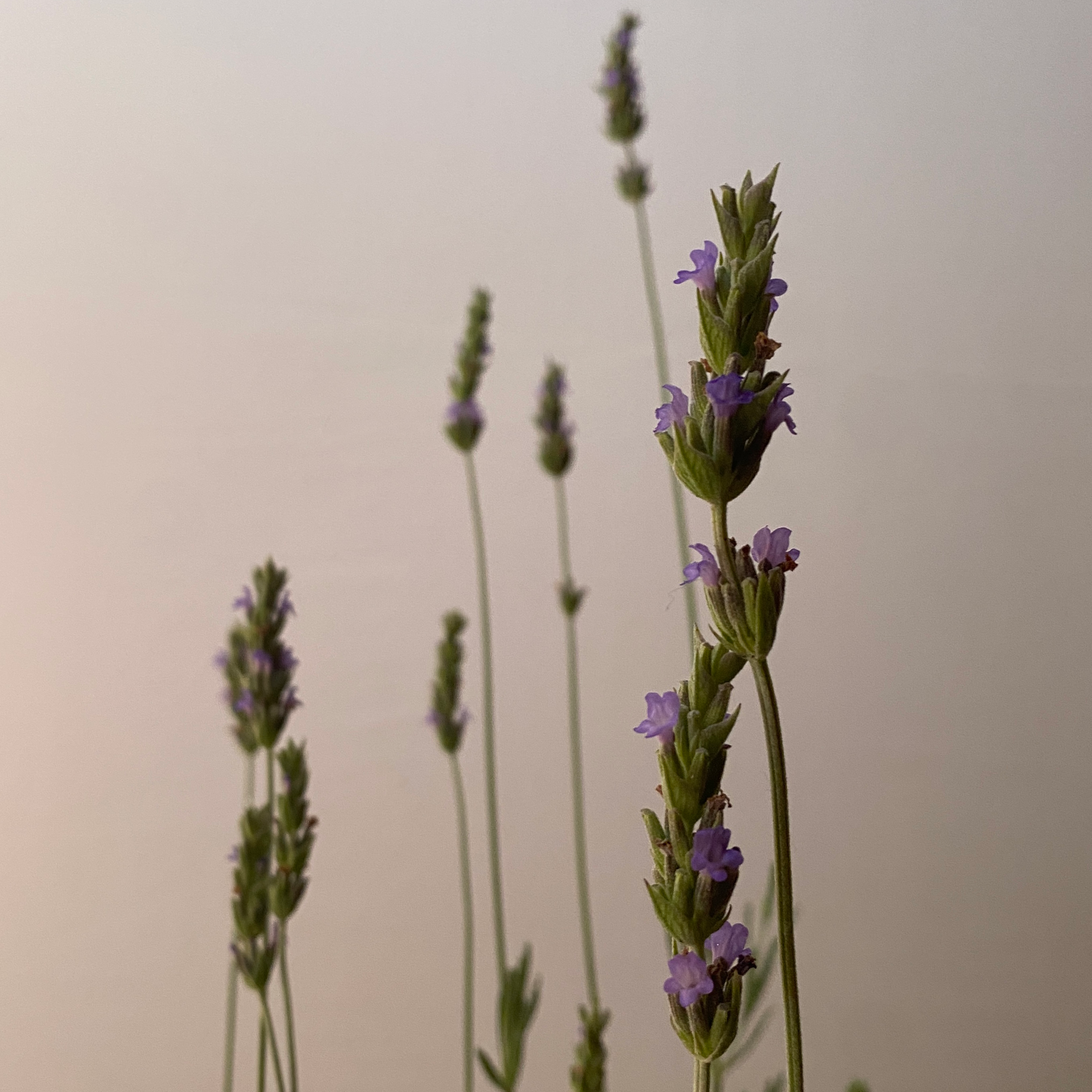 Lavanda Inglesa - Imagen 3
