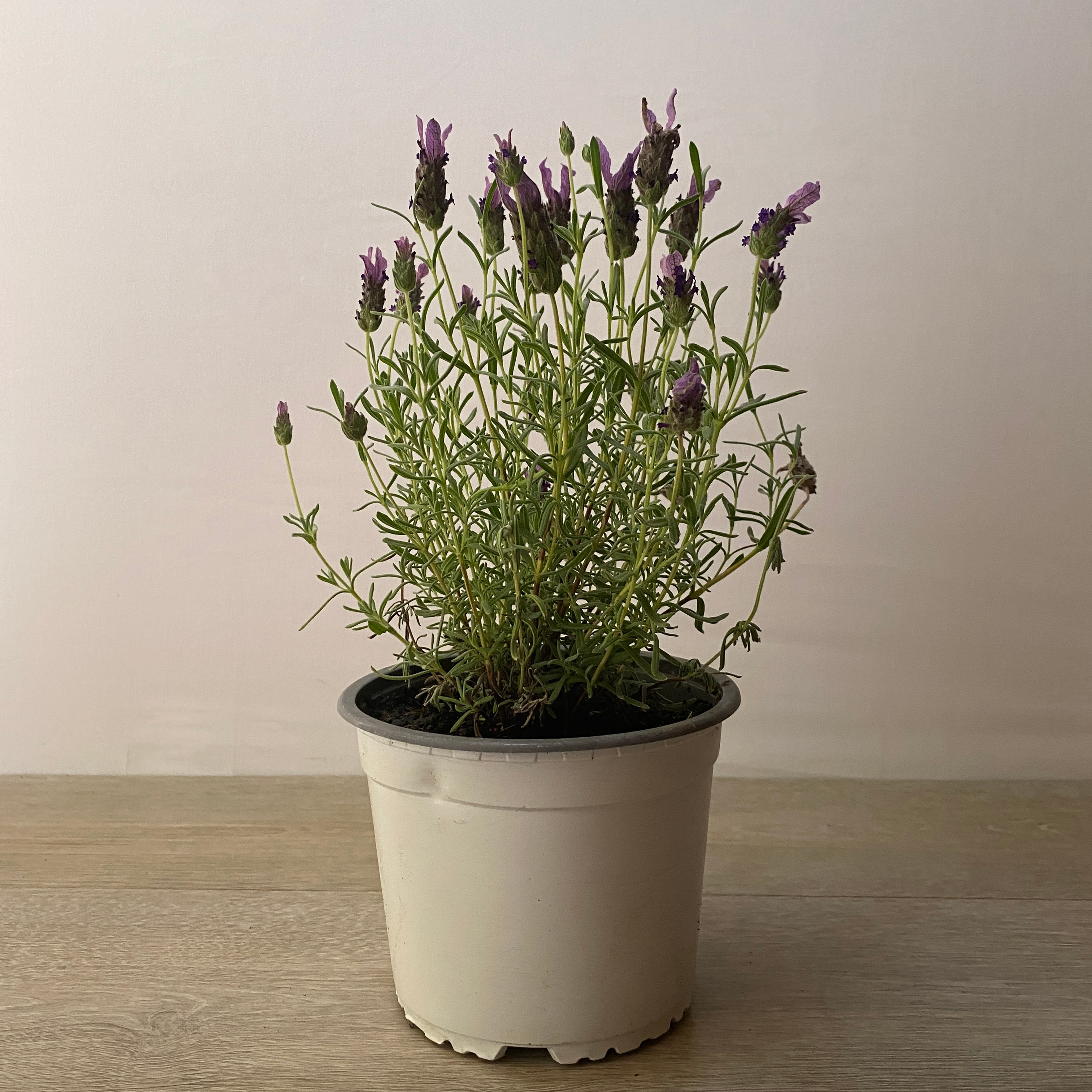 Lavanda Stoecha - Imagen 2