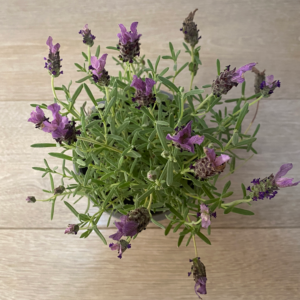 Lavanda Stoecha