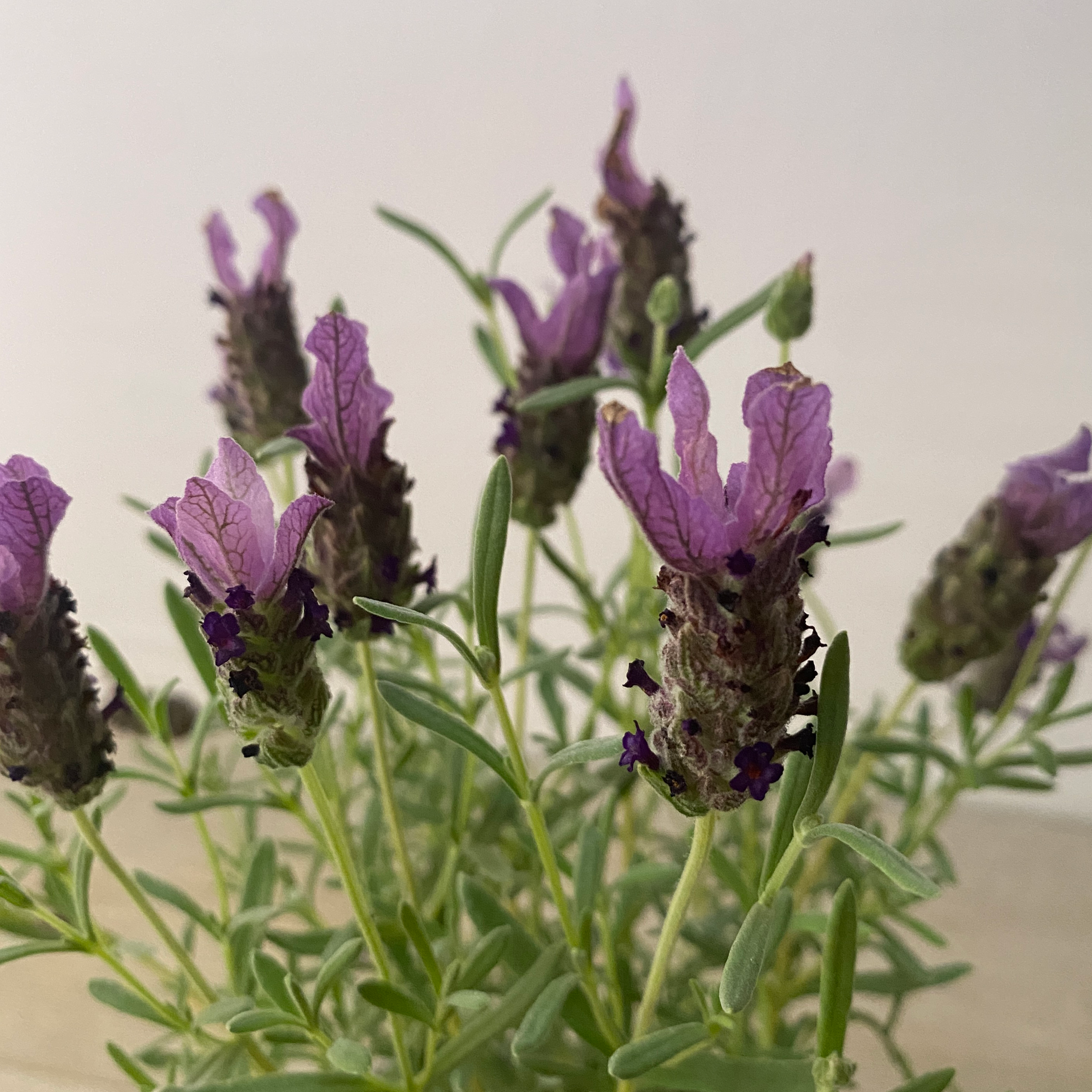 Lavanda Stoecha - Imagen 3