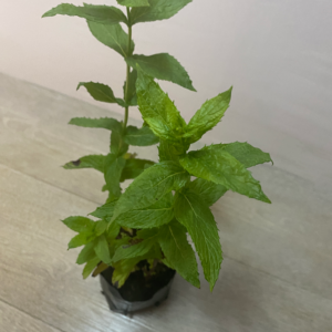 Menta
