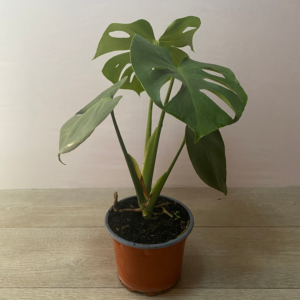 Filadendro Monstera