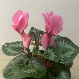 Violeta de Persia